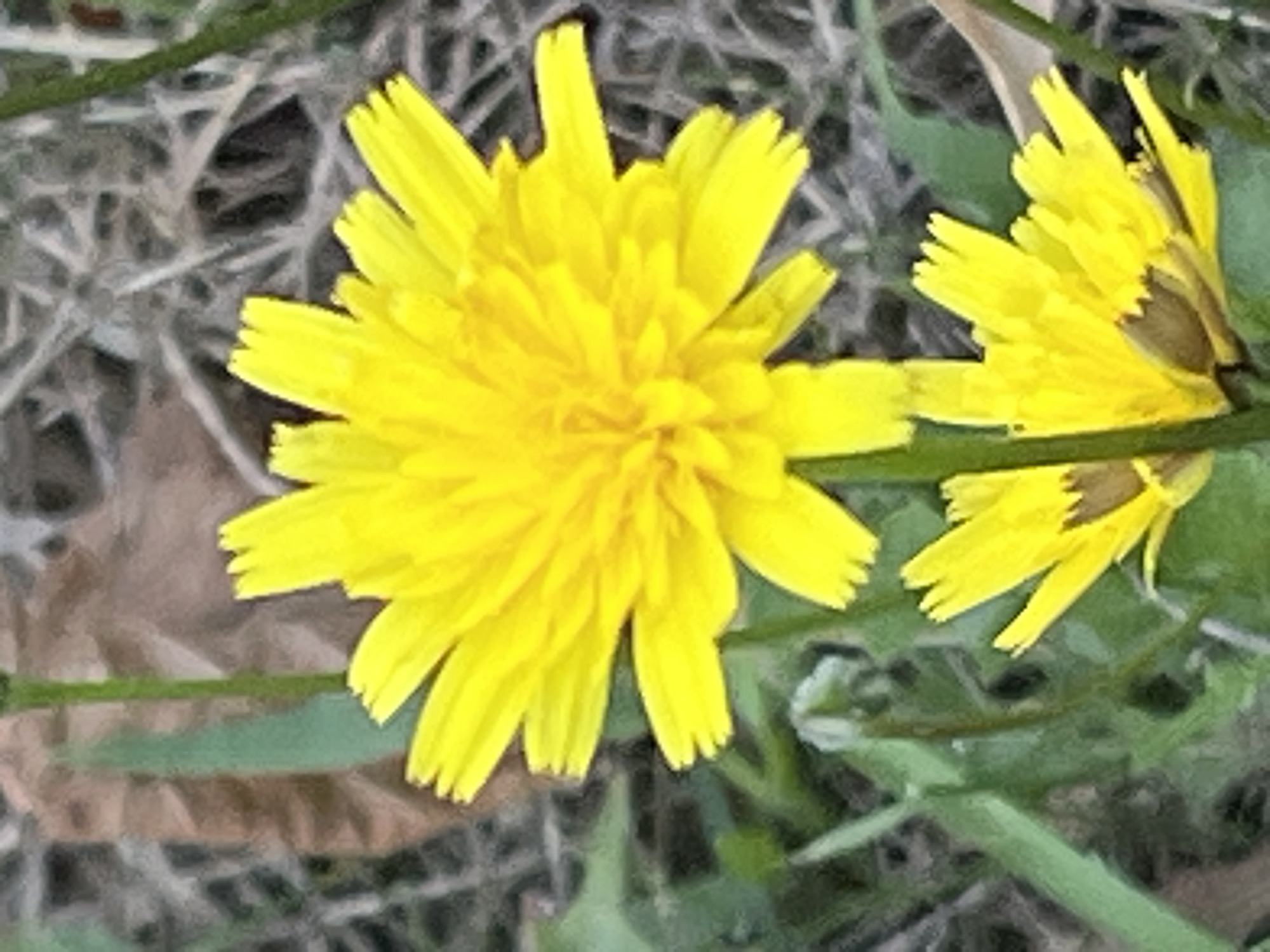 The image shows a close-up, vertical shot of two bright yellow dandelions. The larger dandelion is in the upper half of the frame, its petals fanned out. A smaller dandelion is partially visible in the lower half of the frame. The background is blurred and consists of green foliage, brown leaves, and dry grass. The lighting suggests it is daytime. The location is identified as Unknown, Unknown.