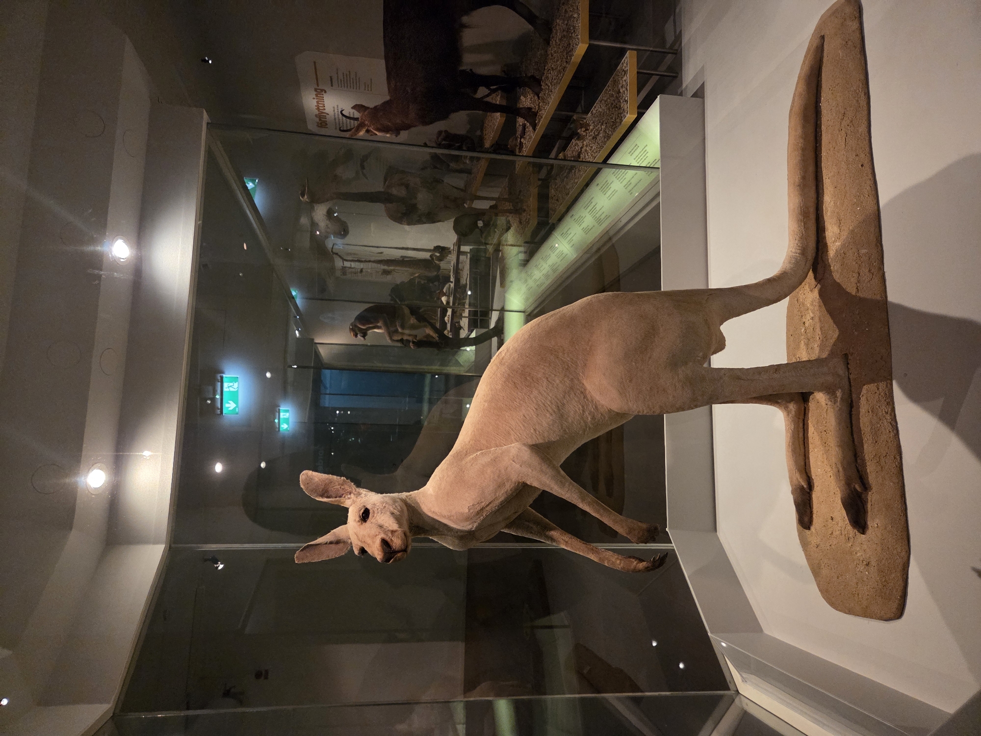 The image shows a taxidermied kangaroo displayed in a museum exhibit in Malmö, Sweden. The kangaroo is the central subject, standing upright on a sandy-colored platform. It is light brown in color and appears to be a large adult. The exhibit is enclosed by glass, allowing viewers to observe the specimen from the outside.
In the background, through the glass, other museum displays are visible. To the left, there are what appear to be skeletons or other preserved specimens in glass cases, along with some interpretive signage. Further back, there is a display featuring a primate-like figure sitting on a branch, and what looks like a large bird skeleton. To the right, a taxidermied deer-like animal is visible on a tiered display. There are also illuminated exit signs with green arrows pointing to the right, indicating an evacuation route, which are mounted on the wall behind the kangaroo exhibit. The lighting in the museum is dim, with spotlights illuminating the exhibits. The overall environment suggests a natural history museum. The specific location within Malmö, Sweden, is not provided in the image.