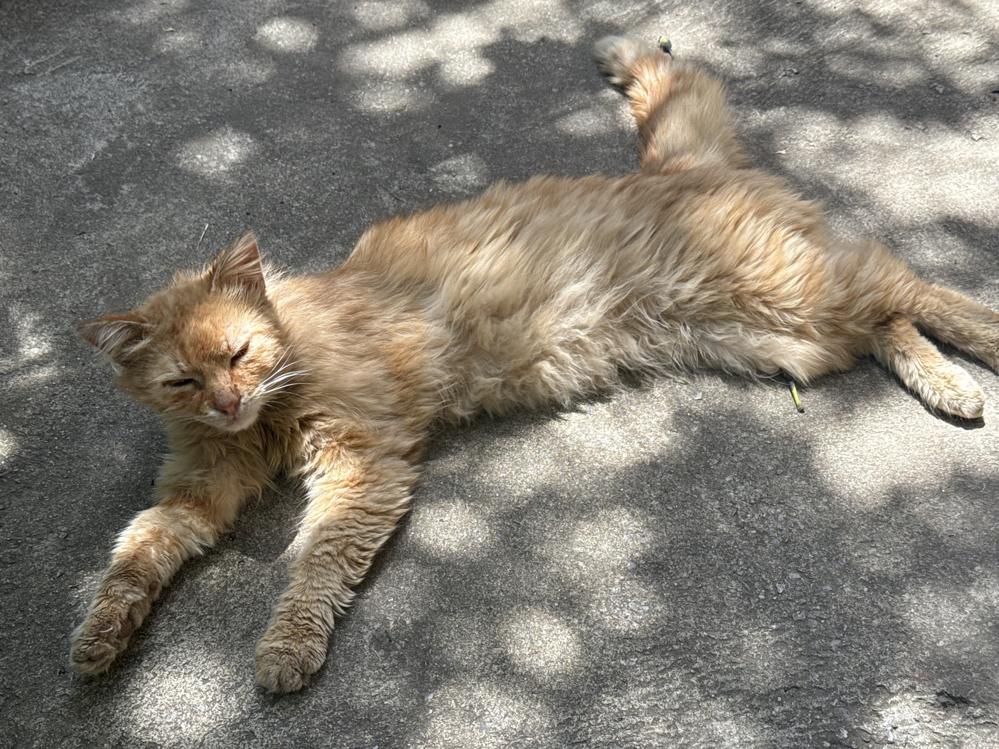 An orange tabby cat is lying stretched out on a concrete surface. The cat's eyes are mostly closed, and its body is relaxed. Sunlight filters through nearby foliage, casting dappled shadows on the ground and the cat's fur. The environment appears to be outdoors, possibly in a residential area or a public space. The concrete is rough and gray. There is a small green stem near the cat's body. The image captures a moment of tranquility, with the cat basking in the sun. The scene does not contain any recognizable landmarks of Busmantsi, Bulgaria.