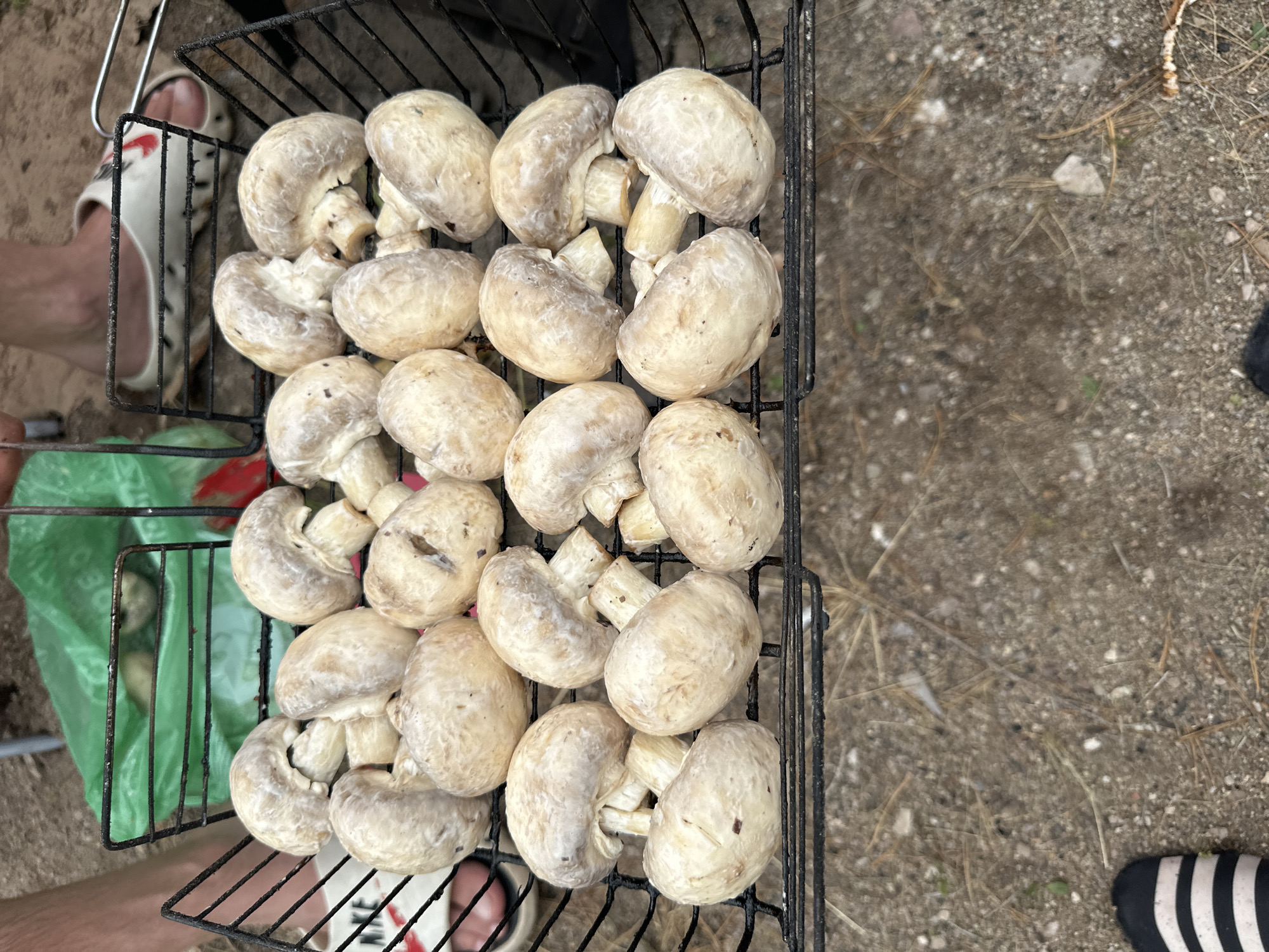The image shows a black metal grill basket filled with white button mushrooms, ready for cooking. The basket is placed on the ground, which appears to be dirt with some dry grass and small stones. In the background, a person's legs and feet are visible, wearing white slide sandals. A green plastic bag is also partially visible behind the grill basket. The overall scene suggests an outdoor setting, possibly a picnic or barbecue. The location is stated to be in the city of Zhemchuzhny, Russia.