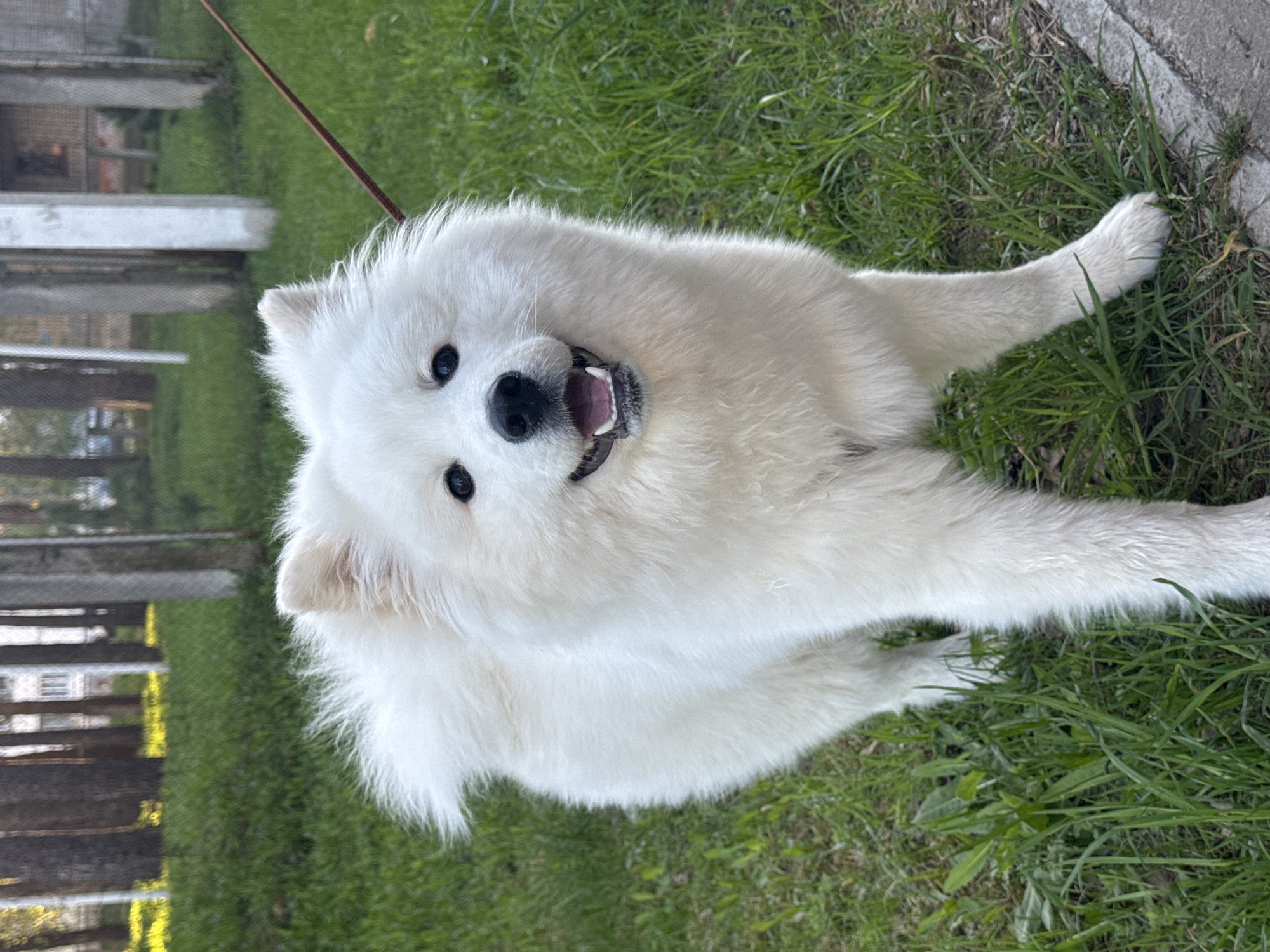 A Samoyed dog lies on green grass. The dog is white, fluffy, and facing the camera with its mouth slightly open, appearing to smile. A brown leash is partially visible above the dog. In the background, there is a wooden fence on the left and a concrete border on the right. The photo was taken outdoors during the day. The location is likely in Chaikovsky, Russia, as requested.