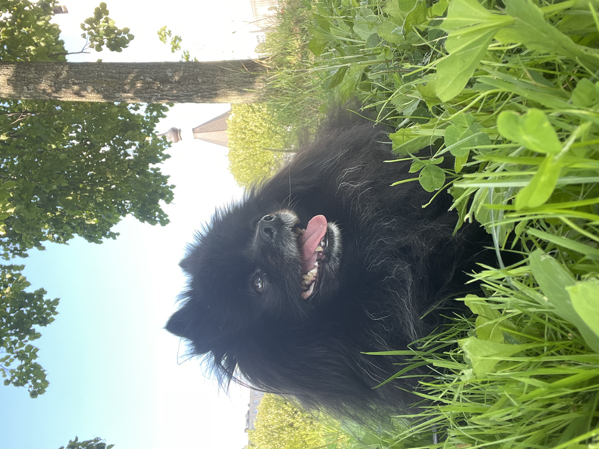 In the city of Saint Petersburg, Russia, a black Pomeranian dog is lying in lush green grass with its tongue hanging out, panting. The dog is the main subject of the image, positioned in the center, and its fur is dark and fluffy. Behind the dog, a tree trunk with rough bark stands tall, its branches reaching towards the sky. In the distance, a spire of a building is visible, partially obscured by trees. The sky above is a clear, pale blue. The scene is captured from a low angle, emphasizing the dog and the surrounding greenery.