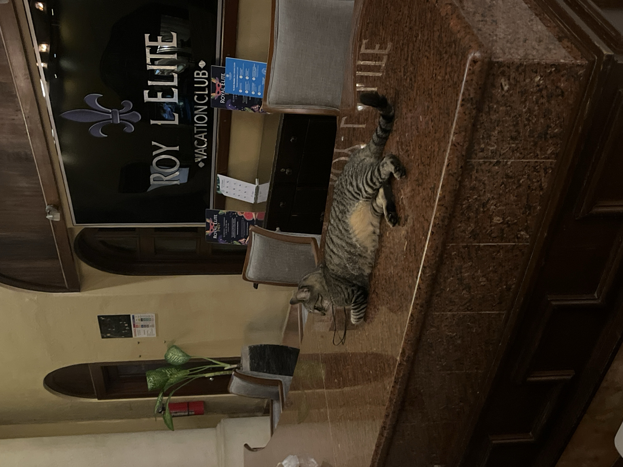 The image shows the interior of a Royal Elite Vacation Club location, likely in Playa del Carmen, Mexico. The scene includes a reception desk with a marble countertop and a tabby cat lying on it. In the background are chairs, a desk, and informational signage for the vacation club. There are also plants and decor visible.