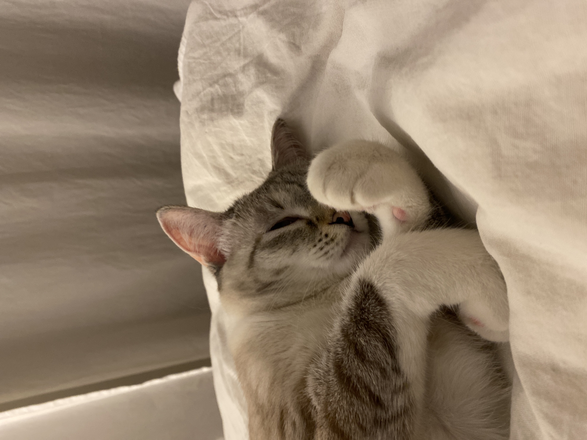 A cat with gray and white fur is lying on its back on a white sheet or blanket. The cat has white paws with pink paw pads. One paw is raised near its face. The location cannot be determined based on this image.