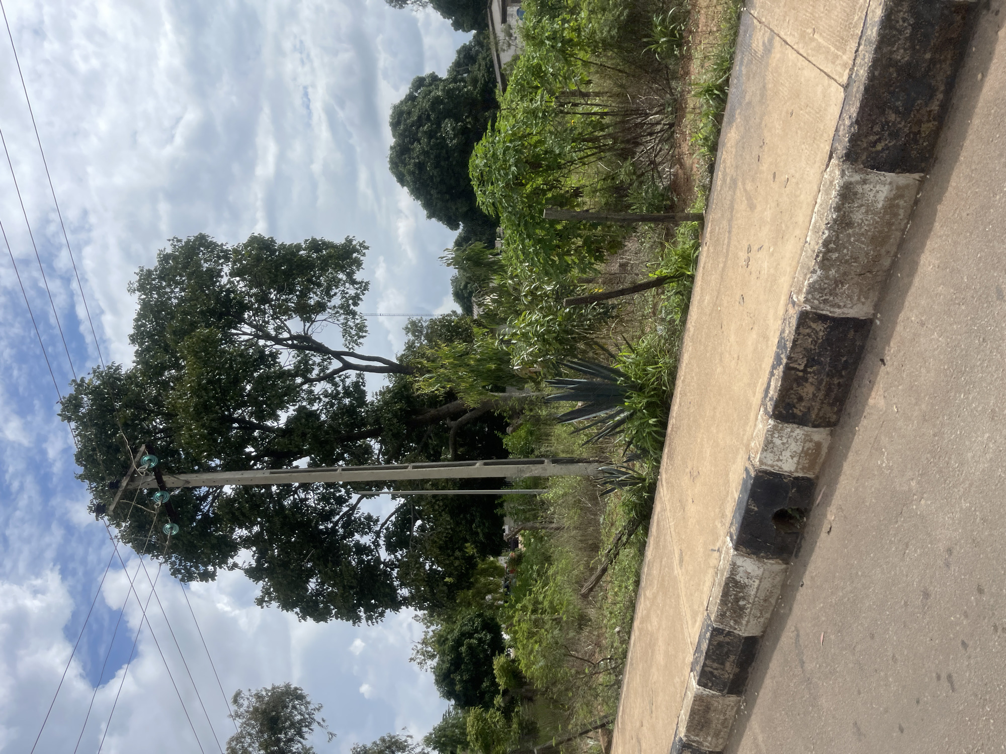 The image shows a paved sidewalk with a road in the foreground. The sidewalk has a black and white striped curb. Beyond the sidewalk, there is a patch of dry, overgrown vegetation with several scattered trees. In the background, a tall tree stands next to a utility pole with power lines. The sky is partly cloudy. There are no people or animals visible in the image. The scene appears to be a roadside in a semi-urban or rural area.