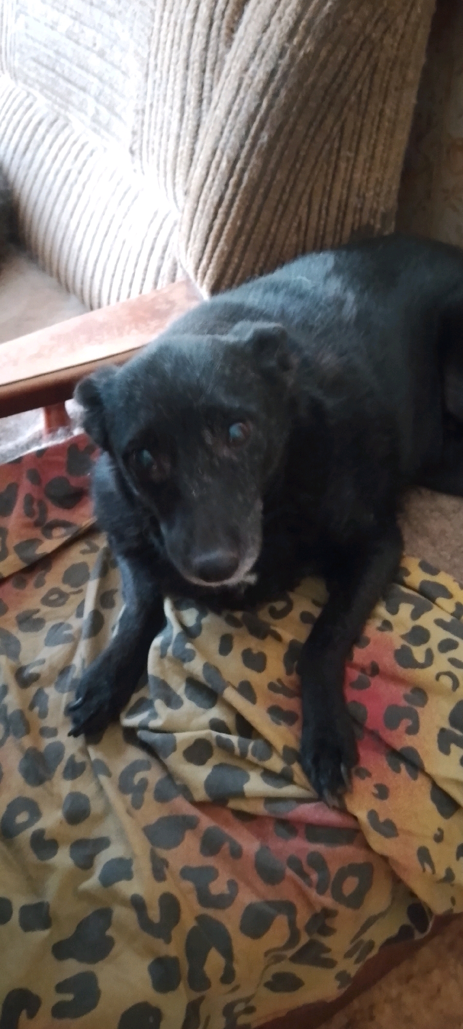 A black dog with graying fur around its muzzle lies on a leopard-print blanket on a chair. The dog's head is slightly tilted, and its eyes are looking forward. The background shows a textured sofa. The image was taken indoors.