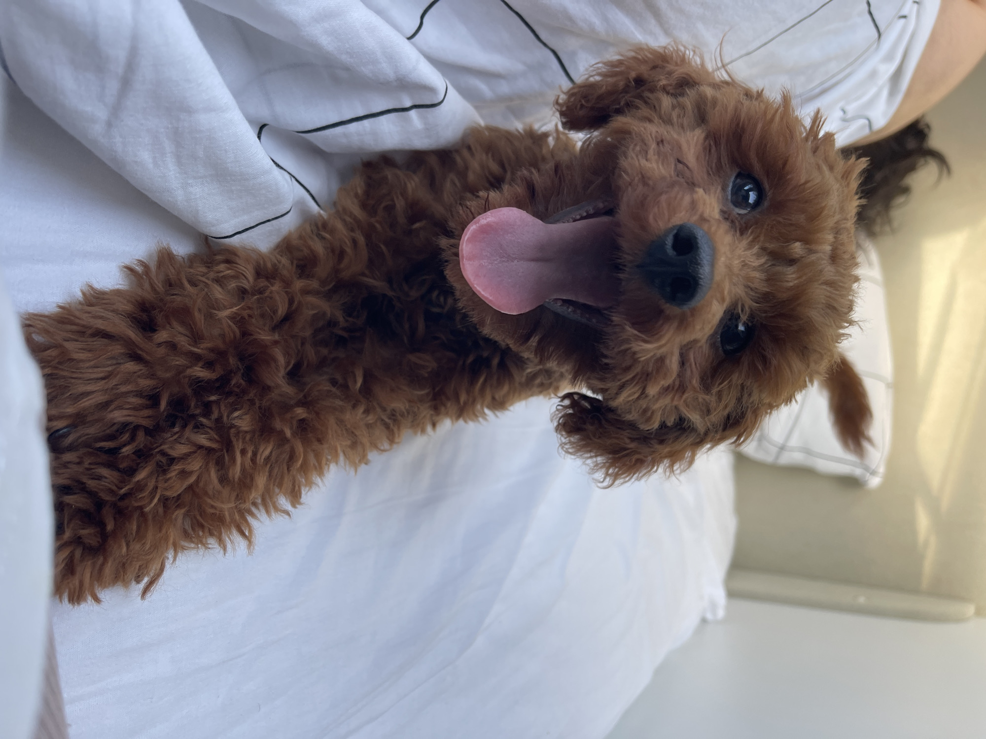 A reddish-brown, curly-haired dog is prominently featured, positioned on white bedding. The dog's head and upper torso are visible, with its face directed towards the viewer. Its mouth is wide open, exposing a large, pink tongue extended outwards. The dog's eyes are dark and appear reflective. A small, blurry tuft of reddish-brown fur, possibly a tail or ear, is visible near the upper right edge of the dog's head, suggesting motion. To the upper left, a segment of a human arm and shoulder, covered by white fabric with thin black vertical stripes, is partially visible, indicating the presence of a person in the bed. The bedding consists primarily of white sheets, with some creases and folds. The background is softly lit and features light-colored walls or a headboard, suggesting an indoor bedroom environment. This scene is located in Koprinka, Bulgaria.