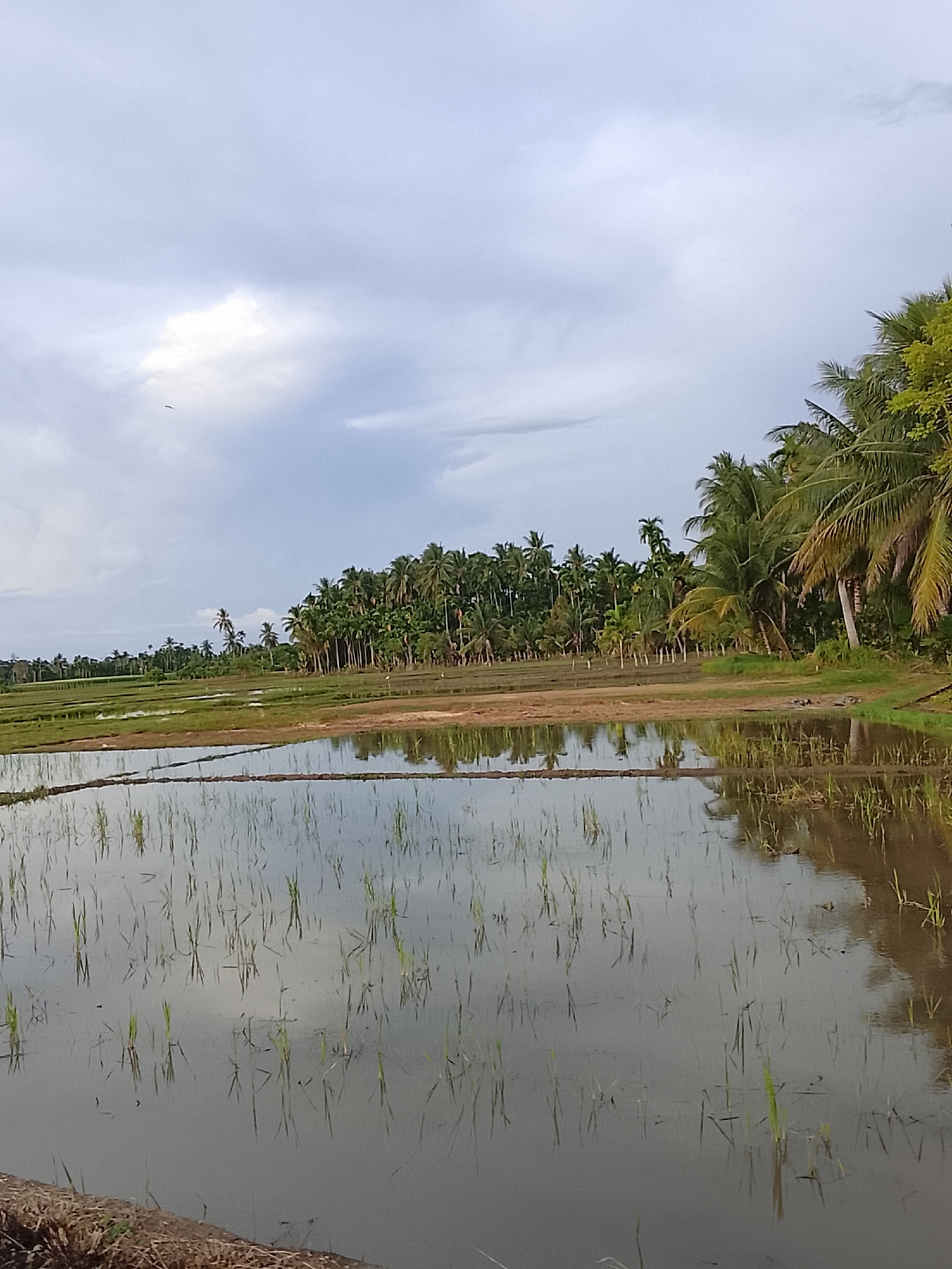 The image shows a flooded rice paddy field with young rice plants growing. The water reflects the cloudy sky and the surrounding palm trees. In the background, a dense line of palm trees stretches across the horizon, with some of the trees appearing to be cultivated. The sky is overcast with soft, diffused light. A small bird is visible in flight in the upper left portion of the image. The scene depicts a rural landscape in Geunteng, Indonesia, likely an agricultural area. There are no people visible in the image.