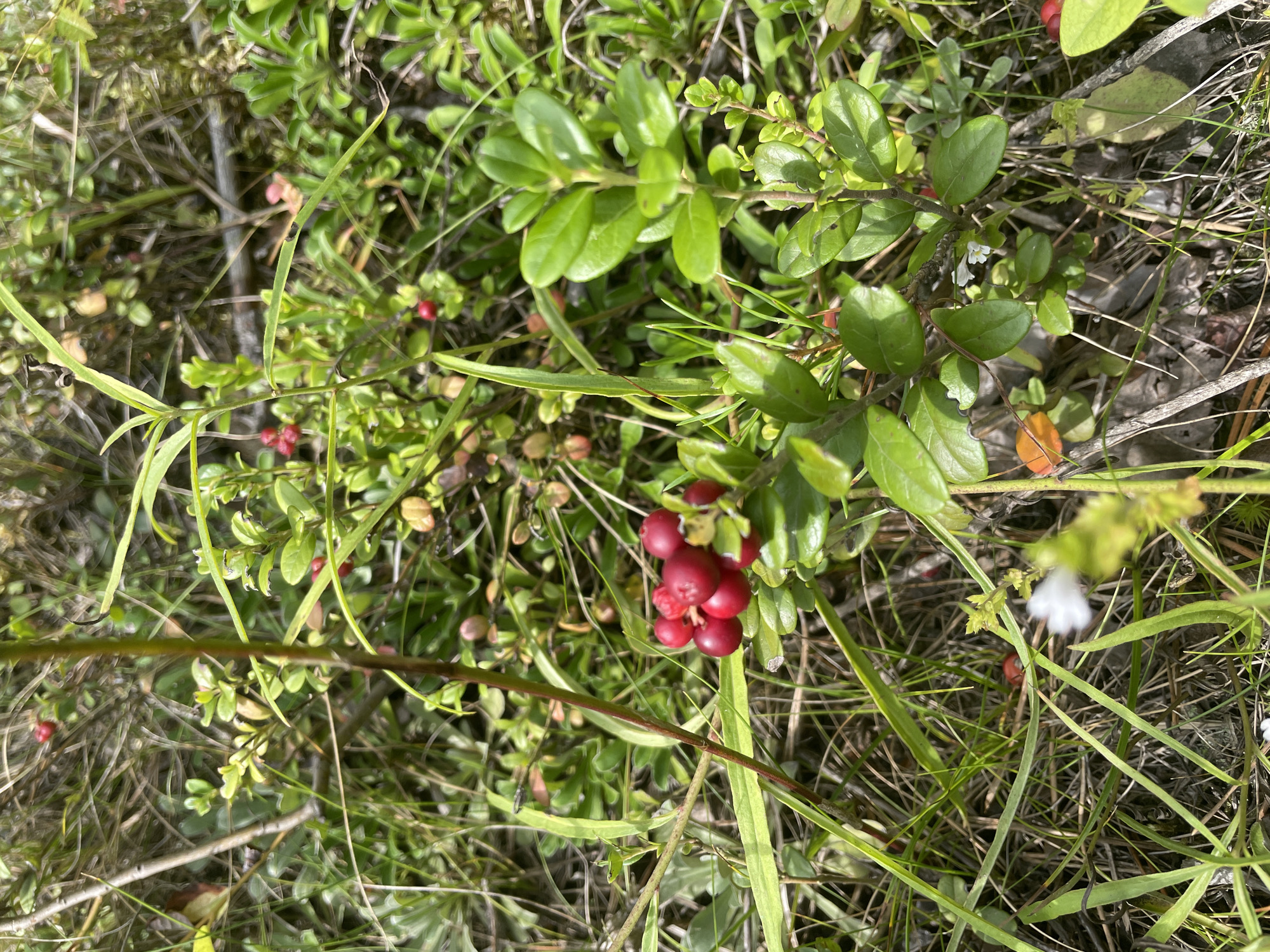 A close-up, eye-level shot showcases a cluster of ripe, red lingonberries growing on a low-lying shrub. The berries are round and glossy, nestled amongst small, dark green leaves. The surrounding environment is characterized by a dense undergrowth of dry grass, pine needles, and other green foliage, suggesting a natural, wild setting. The lighting is bright, casting dappled shadows on the ground. There are no people or animals visible in the frame. The scene appears to be in a forest or a similar natural area.