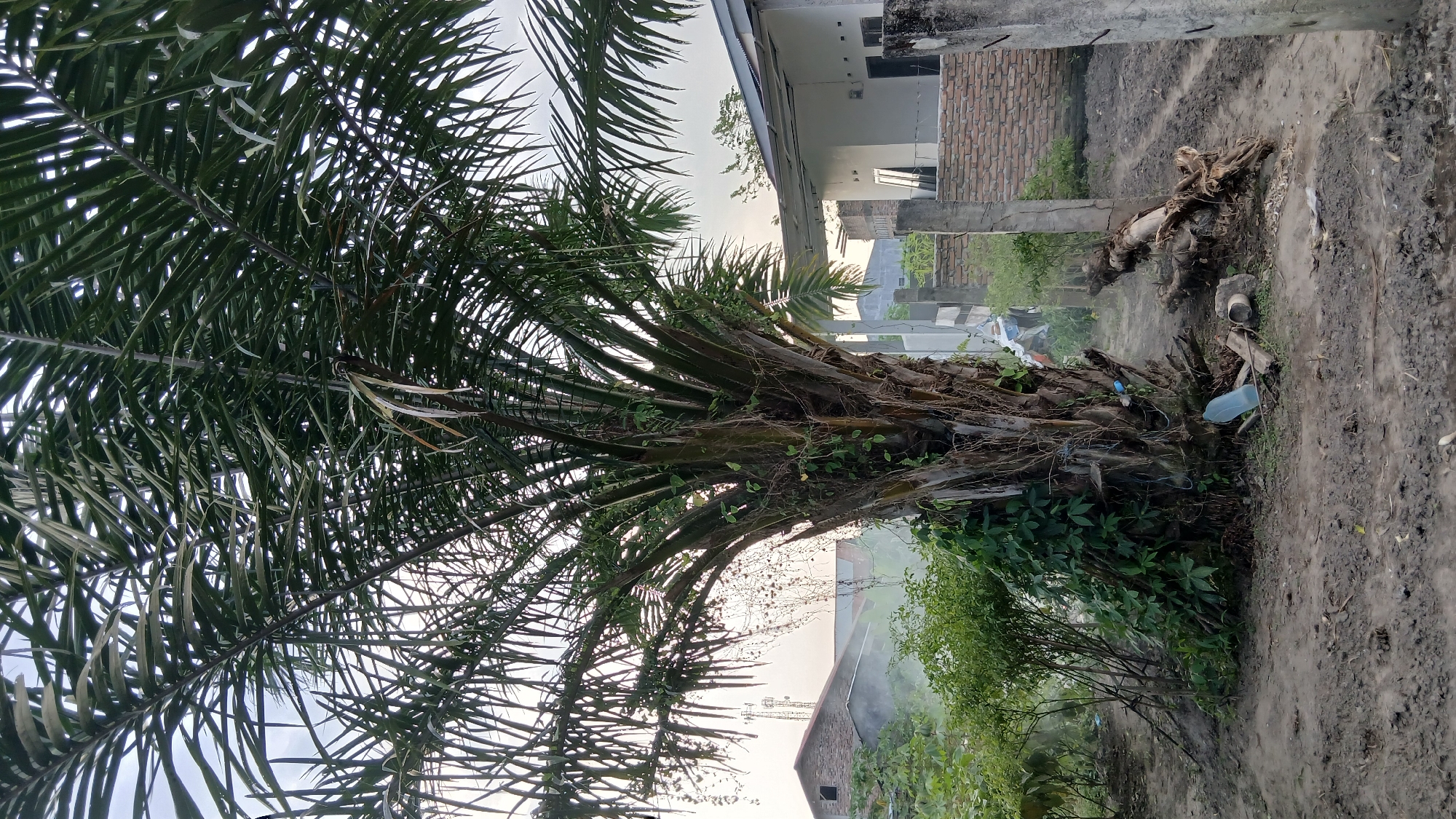 The image depicts an outdoor scene in the vicinity of Klambir Lima Kebun, Indonesia. A large palm tree with dense fronds is the central subject, its trunk entwined with green vines. At the base of the tree, on the dry, dusty ground, are scattered items including a plastic bottle, a piece of wood, and a length of pipe. To the left, a dense cluster of green bushes and young trees is visible. In the background, a brick building with a white roof and several communication towers can be seen. To the right, a brick wall with concrete pillars forms a boundary, beyond which lies a modern white building. The overall environment appears to be rural or semi-urban, with a mix of natural elements and human structures. The lighting suggests it is daytime, possibly late afternoon, with a slightly hazy sky. There are no people or animals visible in the frame.