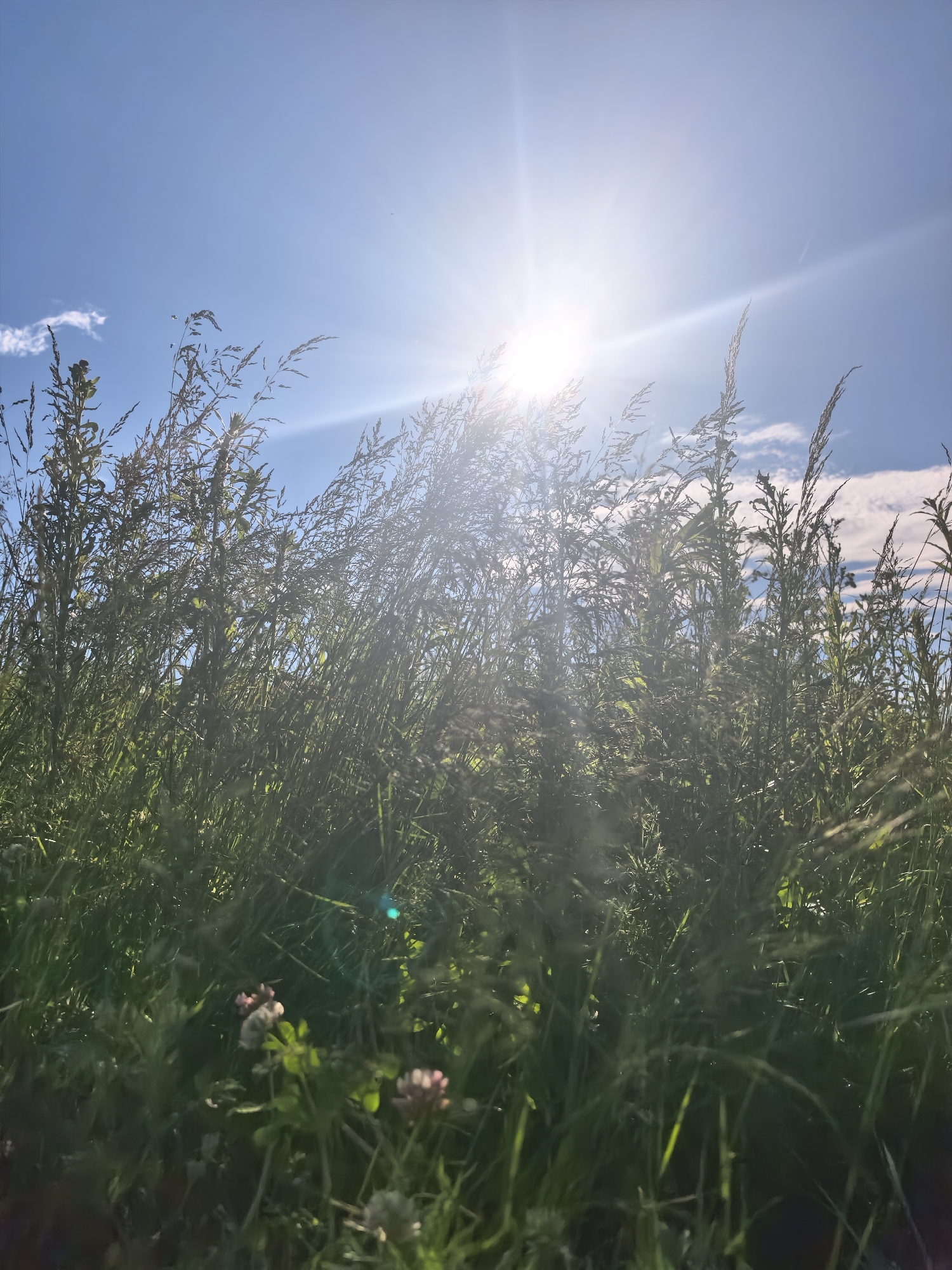 The image depicts a low-angle, outdoor shot focused on tall, green grass and wildflowers against a bright blue sky. The sun is prominently featured in the upper portion of the frame, shining intensely with visible lens flare, suggesting it is a sunny day. The grass is lush and appears to be swaying, creating a sense of movement. In the foreground, several small, light-colored wildflowers with hints of pink are visible, adding a touch of color to the otherwise predominantly green and blue scene. The light filtering through the grass creates a slightly hazy, ethereal effect, particularly around the sun. The time of day is likely midday or early afternoon due to the high position of the sun and its intensity. The setting appears to be a natural, uncultivated area, possibly a meadow or field. There is no text visible in the image. The overall mood conveyed is one of natural beauty, warmth, and a serene outdoor atmosphere.