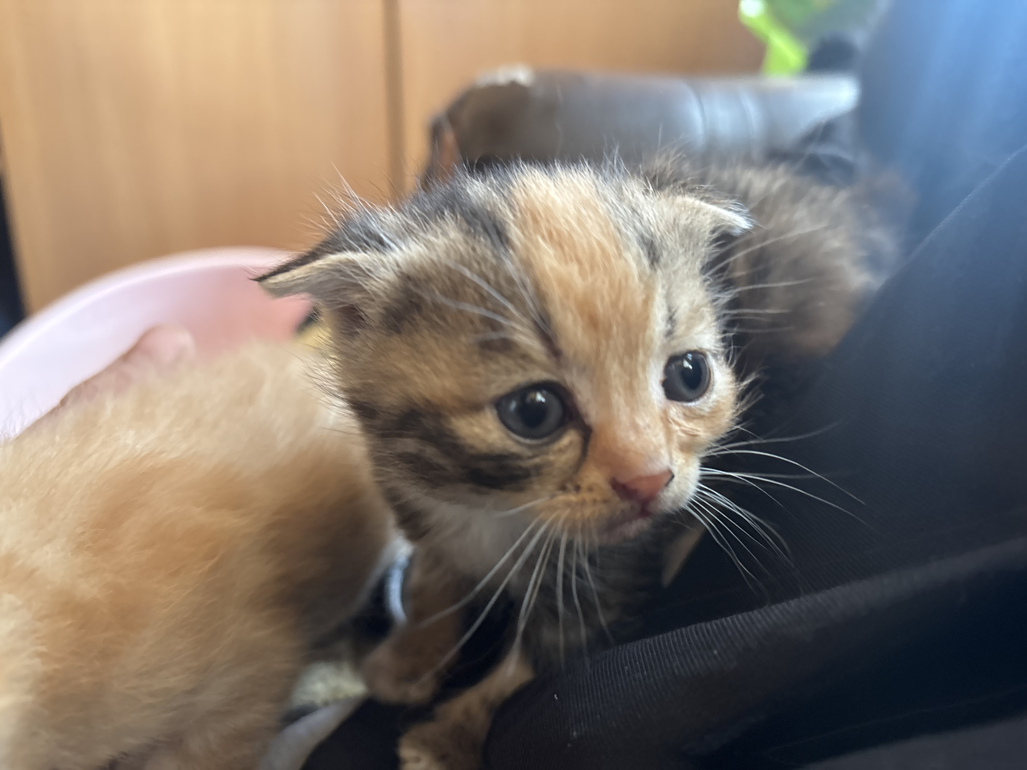 A close-up, eye-level photograph captures two kittens indoors. The primary subject is a small kitten in the center, facing the camera with large, dark, wide-open eyes and a curious expression. Its fur displays a tortoiseshell or calico pattern, featuring brown tabby stripes, a prominent lighter orange-tan patch on its head, and a white muzzle with long, delicate white whiskers. Its small, slightly folded ears are visible.
To the left of the main kitten, a portion of another kitten, light orange or ginger in color, is visible and largely out of focus. A human hand is faintly discernible on the far left, near the orange kitten and a partially visible pink bowl or container. The kittens appear to be resting on or near a dark, possibly black, fabric surface, which occupies the right side of the frame.
The background is softly blurred, showing warm brown tones from what appears to be wooden furniture or walls, and a darker, indistinct object resembling a couch or chair. A hint of green is also visible in the upper right background. The lighting suggests it is daytime. No text is visible.