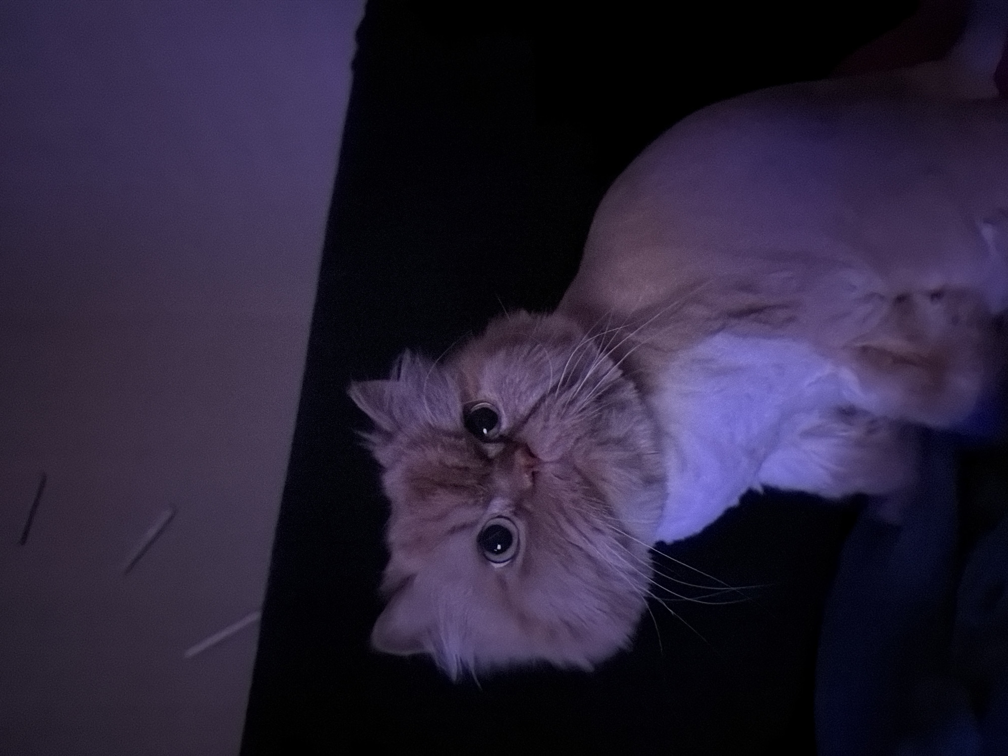 A close-up image captures a light orange Persian cat with large, reflective eyes. The cat's head is turned at an angle toward the camera. The background is predominantly dark, with a lighter surface visible on the left side of the image. The setting or location within Sofia, Bulgaria, cannot be determined from the provided image.