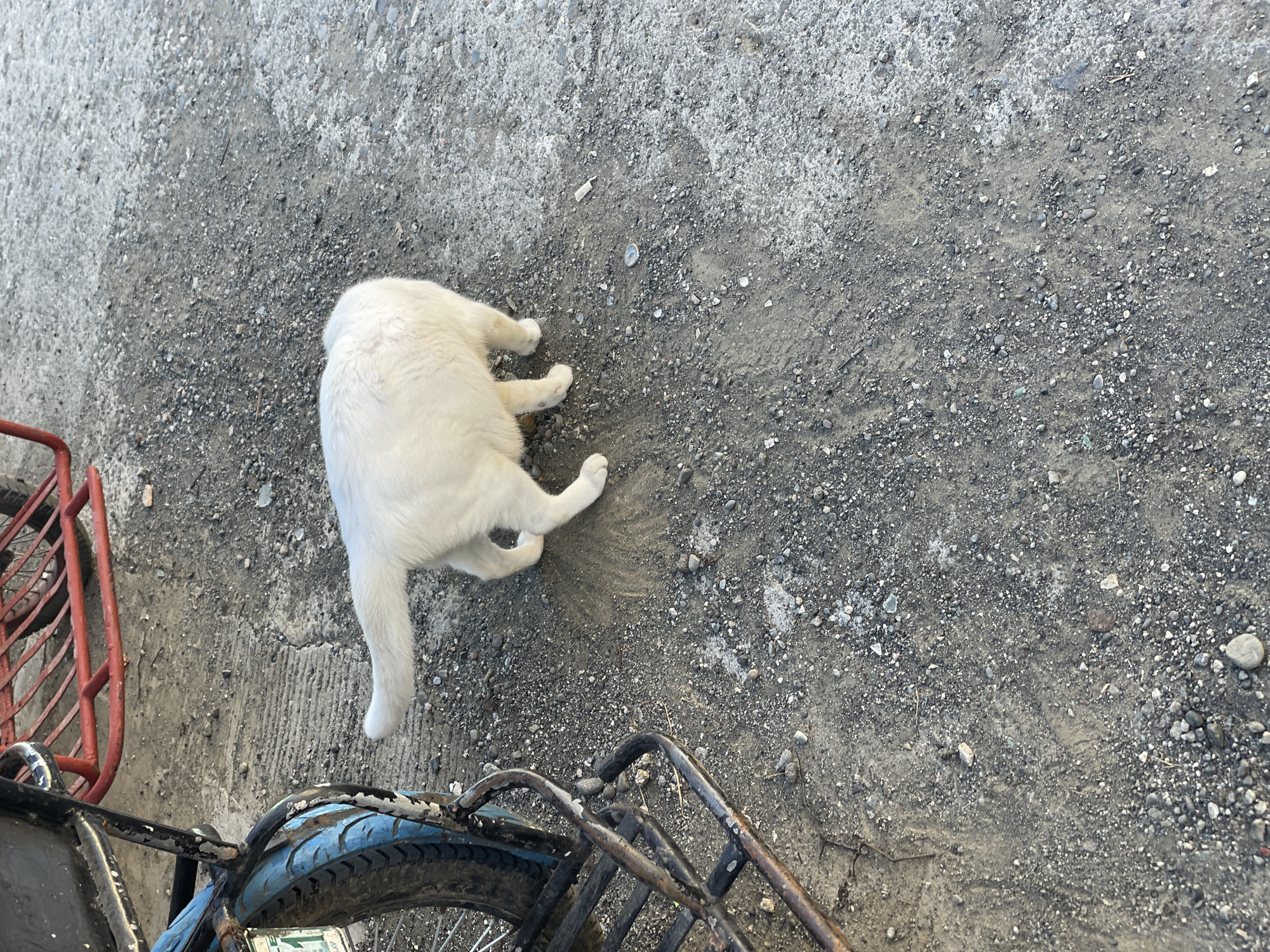 A white cat with its tail held high is standing on a rough, gravelly surface next to the wheel of a red and black tricycle. The tricycle appears to be parked on a concrete or paved area with visible cracks and patches of dirt. In the background, a red metal frame of the tricycle is visible. The scene appears to be outdoors, likely on a street or pathway in Davao City, Philippines, given the context. The lighting suggests it is daytime.