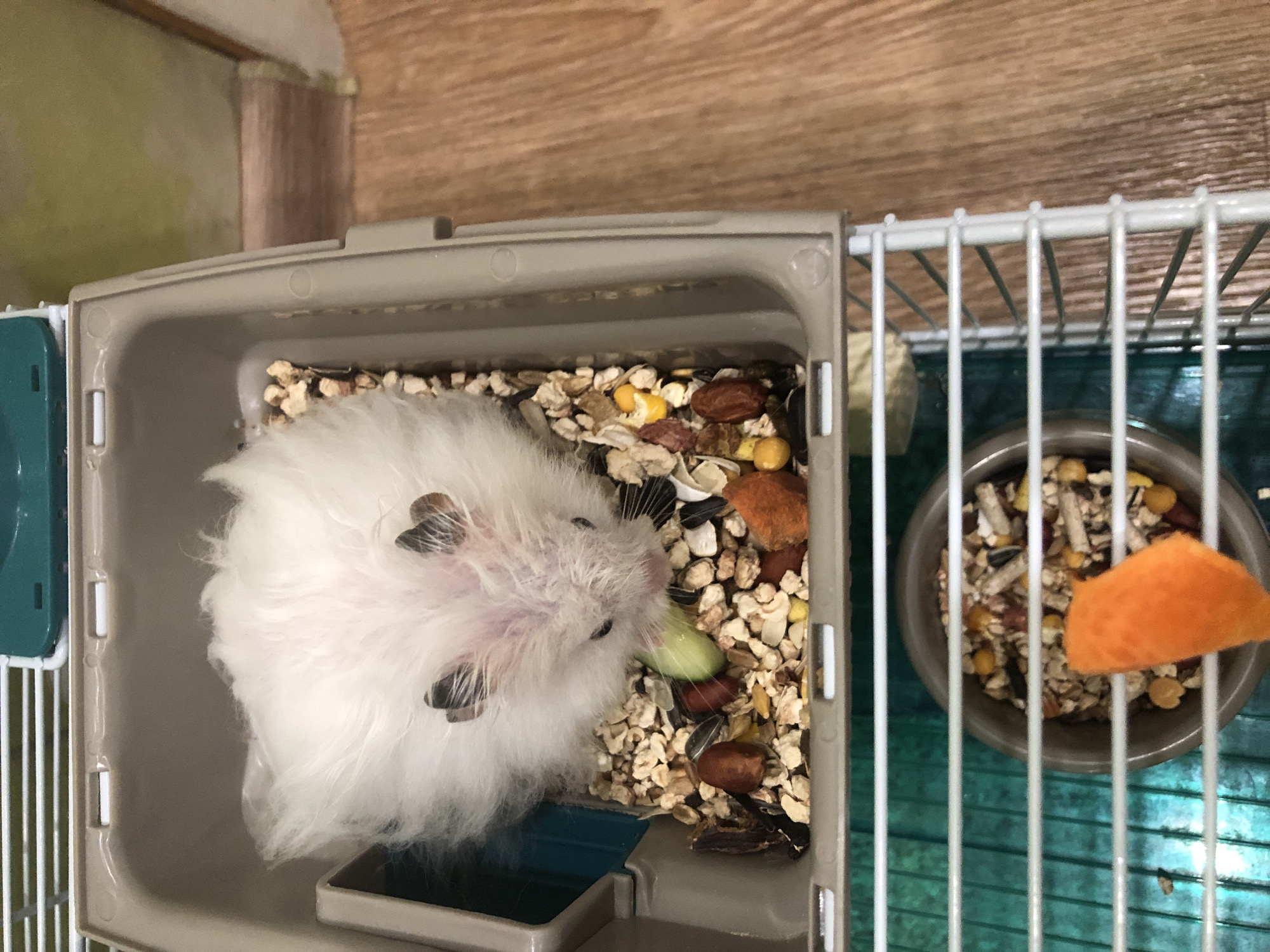 A white hamster is in a cage, eating from a pile of food. The cage is made of plastic and metal bars. In the cage, there is also a small bowl with hamster food and a piece of carrot. The cage is on a wooden floor. The hamster has black markings on its ears and eyes. The hamster is holding a piece of green food in its mouth. The scene is indoors. The location is not specified in the image.