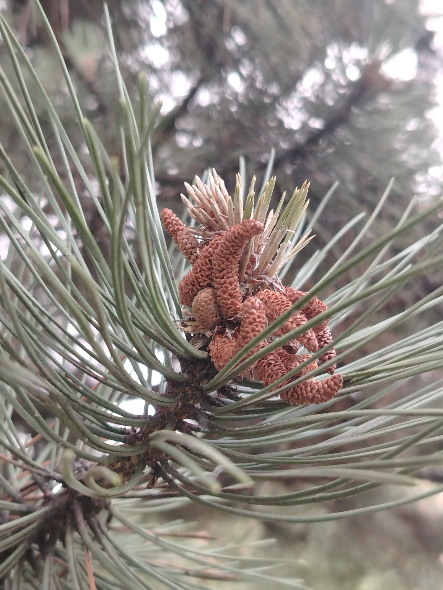 The image shows a close-up of pine needles and developing pine cones on a pine tree branch. The pine cones are small, reddish-brown, and clustered together. The needles are long, slender, and green. The background is blurred and out of focus, with hints of light and dark green colors, suggesting it is also foliage or the sky. The image appears to have been taken outdoors, likely in a natural setting. There are no people or human activity depicted in the image. The precise location within Krasnodar, Russia cannot be determined from the image alone.