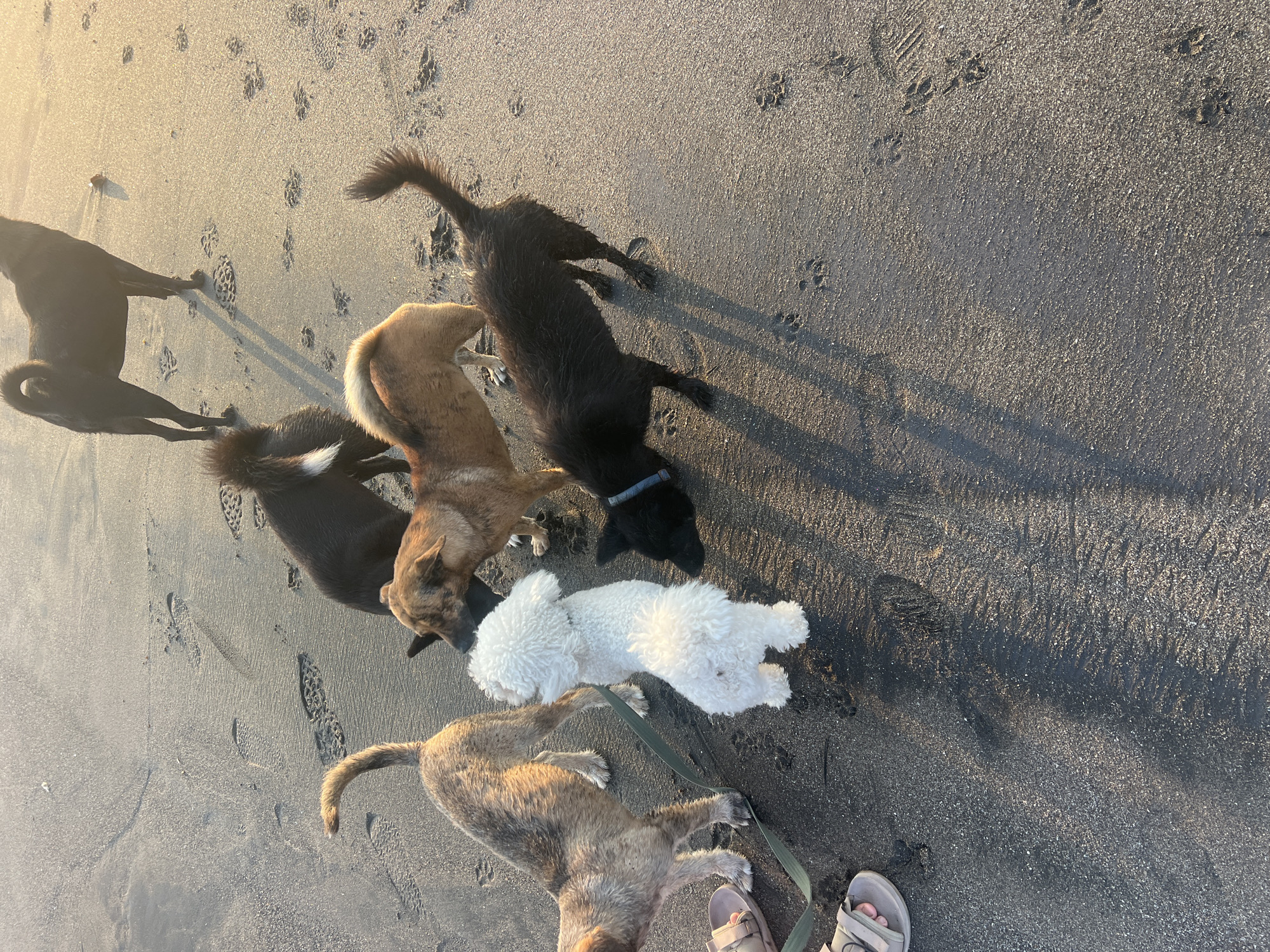 At a beach in Kediri, Indonesia, five dogs are gathered on the dark, wet sand. A light brown dog with a curled tail stands on the far left, facing right. Beside it, a fluffy white poodle is the smallest of the group, looking to its left. To the right of the poodle, a tan and brown dog with dark stripes on its back is looking down. Behind this dog and to the right, a sleek black dog with a blue collar is facing left. In the background, a larger black dog stands facing away from the viewer. Human footprints and paw prints are visible in the sand. The lighting suggests it is either sunrise or sunset. Two feet wearing sandals are visible in the lower left of the image.