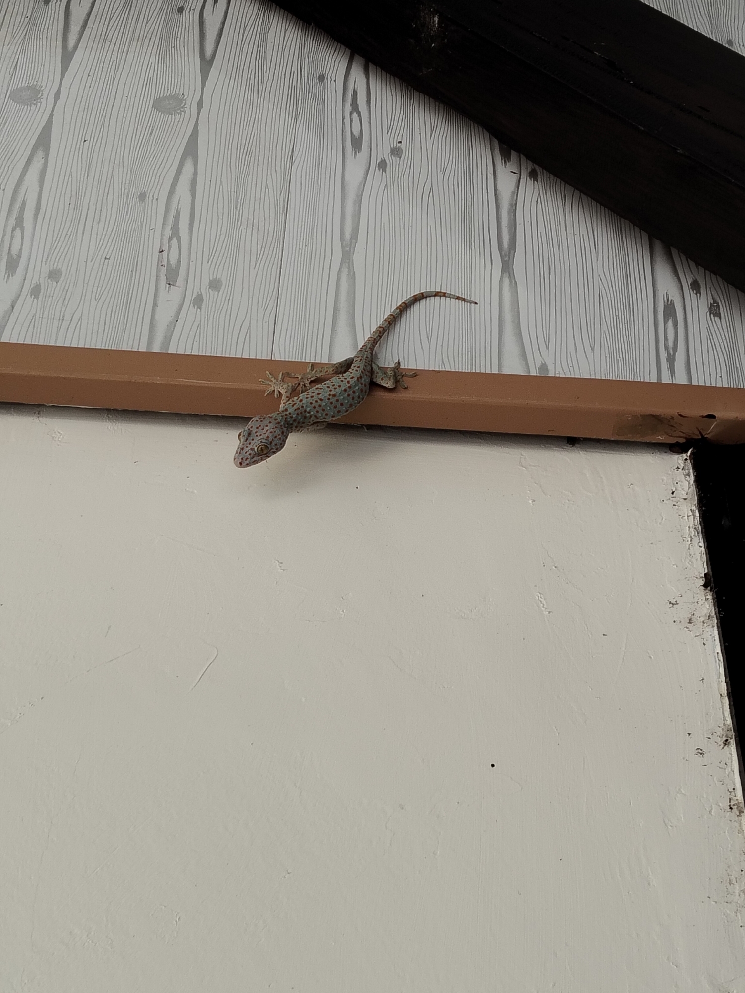 A Tokay gecko is positioned on a brown ledge against a wall with a wood-grain pattern. The gecko is primarily greyish-blue with red spots and has a slender body with visible toes gripping the ledge. The wall behind it features a light grey wood-grain pattern. A dark, possibly wooden beam, is visible at the top right of the image, diagonally crossing the frame. The lower portion of the image shows a plain white wall. The scene appears to be outdoors, potentially on the exterior of a building in Tasikmadu, Indonesia.
