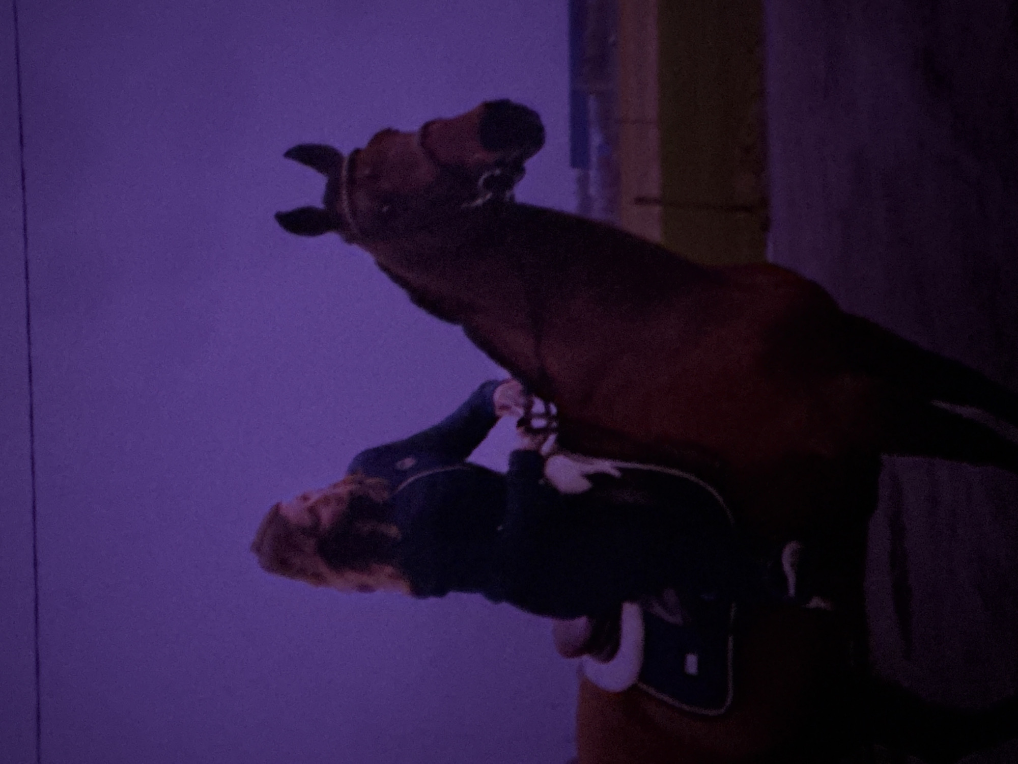 The image, captured in Estaimpuis, Belgium, depicts a person mounted on a brown or bay horse within an indoor setting. The photograph is oriented vertically, with the horse's head positioned towards the upper part of the frame and the rider below.
The scene is dimly lit, characterized by a dominant purple hue that suggests artificial lighting or a stylistic filter. The horse is equipped with a bridle or halter, clearly visible around its head and muzzle. The rider, who has reddish-brown hair, is wearing a dark long-sleeved top or jacket and is seated on an English-style saddle, which is dark with distinct light-colored trim. Parts of the stirrups are also visible.
The background is a solid, plain purple wall or partition, indicating an indoor environment such as a riding arena or stable. A subtle vertical line can be observed on the far left side of the background. To the right, a darker, indistinct structural element is present. No specific weather conditions are ascertainable due to the indoor location. There is no visible text in the image. The scene captures a moment during horseback riding or preparation for it.
