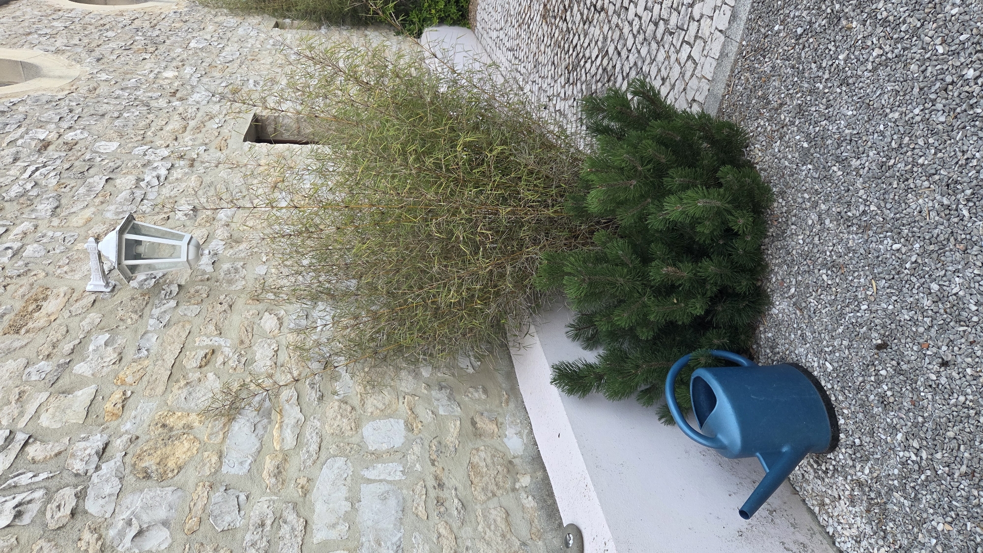 The image depicts an outdoor scene in the city of Macé, France. The background is dominated by a stone wall of a building, with a white outdoor lantern mounted on it. In front of the wall, there is a dense bamboo plant with thin, dry stems and sparse green foliage. In the foreground, a low, white concrete planter box runs along the wall. To the left, a blue plastic watering can rests on a gravel ground cover. Beside the watering can and the planter, a small, bushy green pine tree is visible. The ground is covered with small, light-colored pebbles. The scene appears to be a garden or courtyard area.