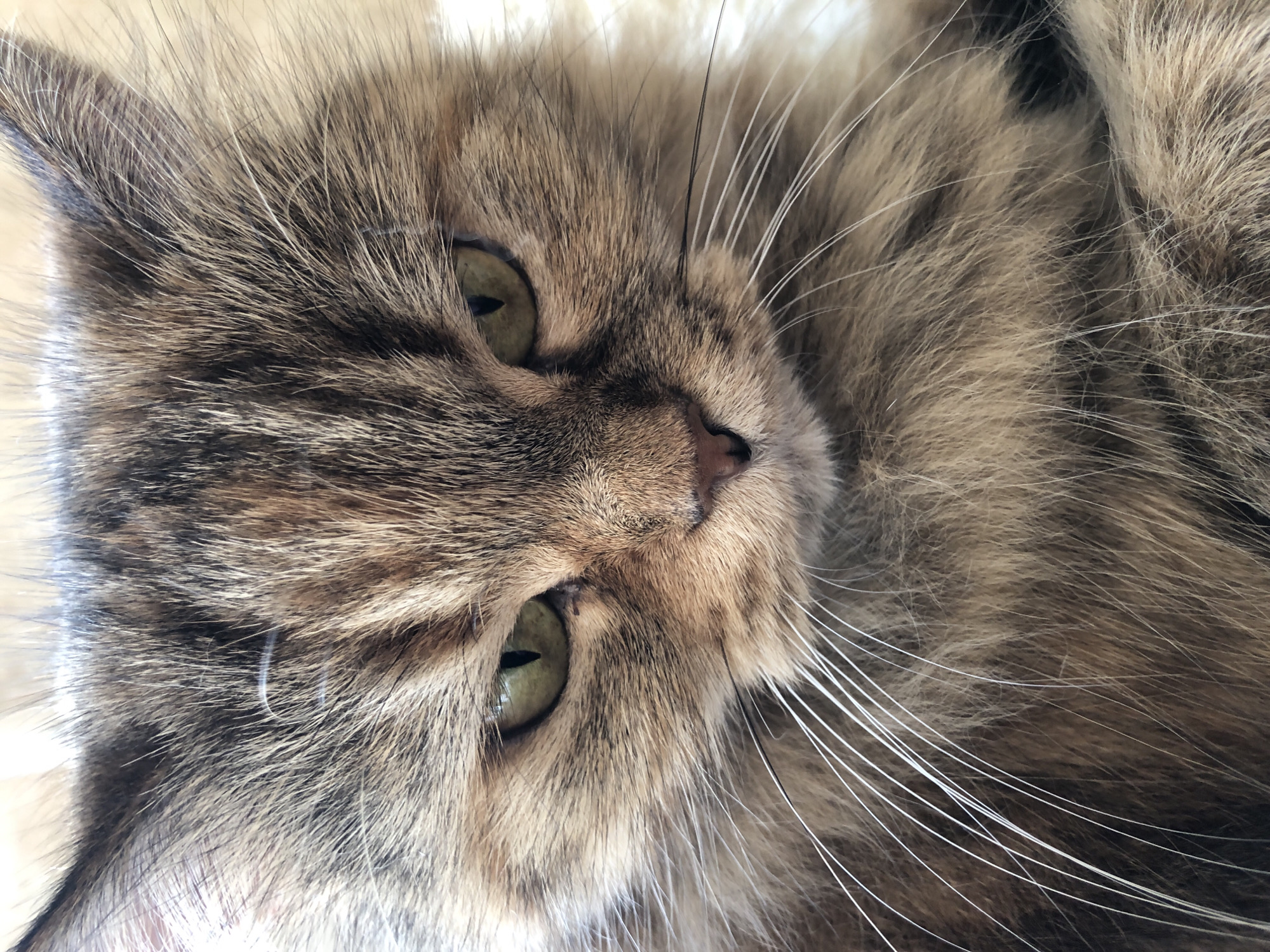 A close-up, head-on shot captures a fluffy tabby cat's face. The cat has green eyes with slit pupils and a pink nose. Long, white whiskers fan out from its muzzle. The fur is a mix of brown, black, and tan, with some lighter colored hairs interspersed. The background is softly blurred, suggesting it's out of focus. The lighting is bright, illuminating the cat's features.