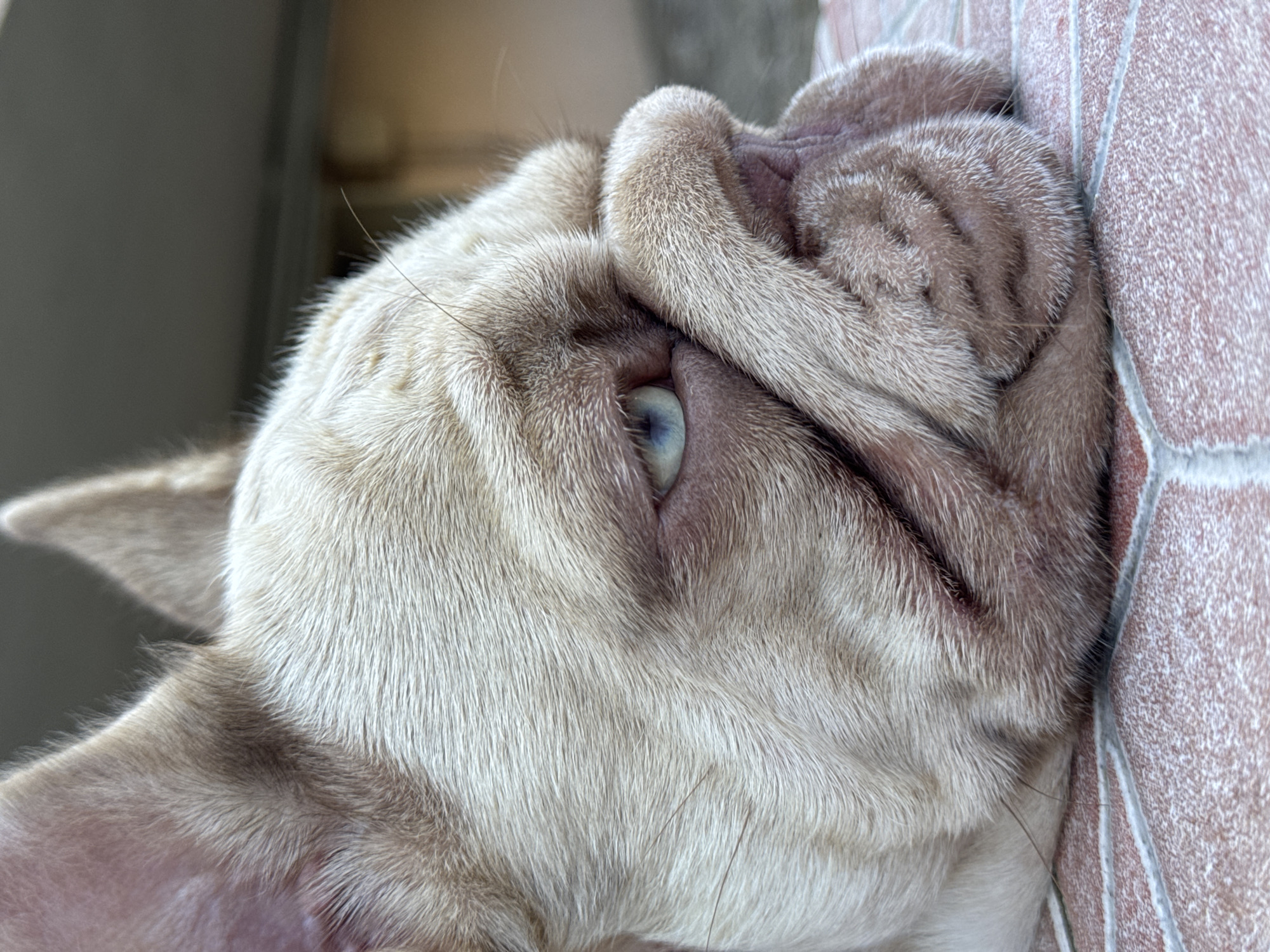 The media file is a close-up, high-angle, eye-level shot of a light-colored dog, possibly a pug or a bulldog, lying on its side. The dog's head is turned, showing its face in profile, with its eyes closed or partially covered by its own wrinkled skin. The dog's fur is short and appears soft, with a mix of light tan and white tones. The dog is resting on a surface that appears to be a tiled floor with a reddish-pink hue and a textured, slightly rough finish. The background is blurred, showing hints of a dark gray surface on the left and a lighter, out-of-focus area on the right, possibly indicating an indoor setting with natural light. The lighting suggests it is daytime. The dog's expression appears relaxed or sleepy. There is no visible text in the image. The scene conveys a sense of comfort and domesticity.