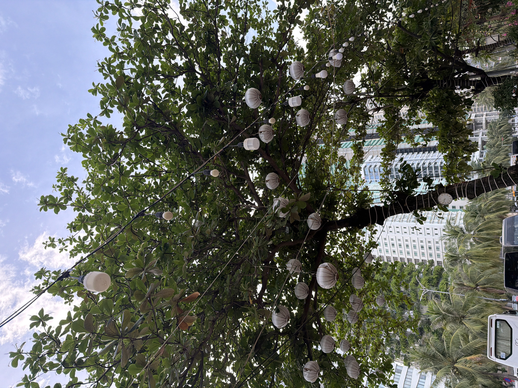 The image shows a street in Da Nang, Vietnam, with a large tree adorned with white paper lanterns and string lights. The tree is in the foreground, with its branches and leaves filling much of the frame. Behind the tree, several tall buildings are visible, including a white building with many windows and a building with a green facade. Palm trees line the street, and a white bus is parked on the left side of the image. The sky is cloudy.