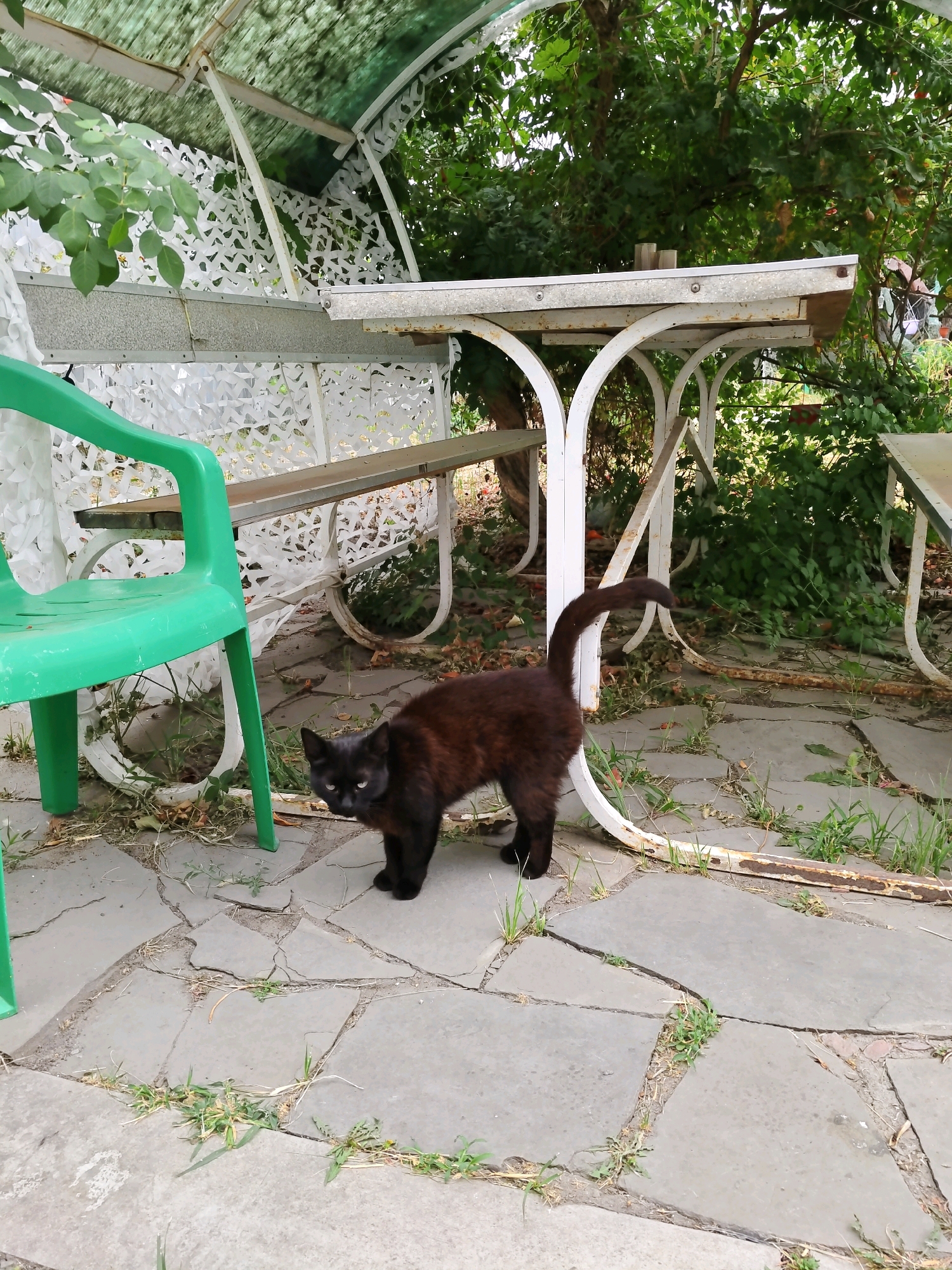 The image depicts a black cat with a bushy tail standing on a paved patio with large, irregularly shaped stone tiles. The patio is cracked in several places, with grass growing through the gaps. In the background, there is a white metal table with a distressed finish, supported by curved legs. A green plastic chair is positioned to the left of the frame. Above the table and chair, a white lattice-like structure is visible, partially covered by greenery. The scene is outdoors, under what appears to be a canopy with a green covering, suggesting a garden or outdoor seating area. The cat is the primary subject, facing the viewer with its body slightly angled. The overall impression is of a slightly neglected outdoor space. The presence of this type of outdoor seating and patio arrangement is common in residential areas and public spaces in Rostov-on-Don, Russia, particularly in dacha communities or older courtyards.