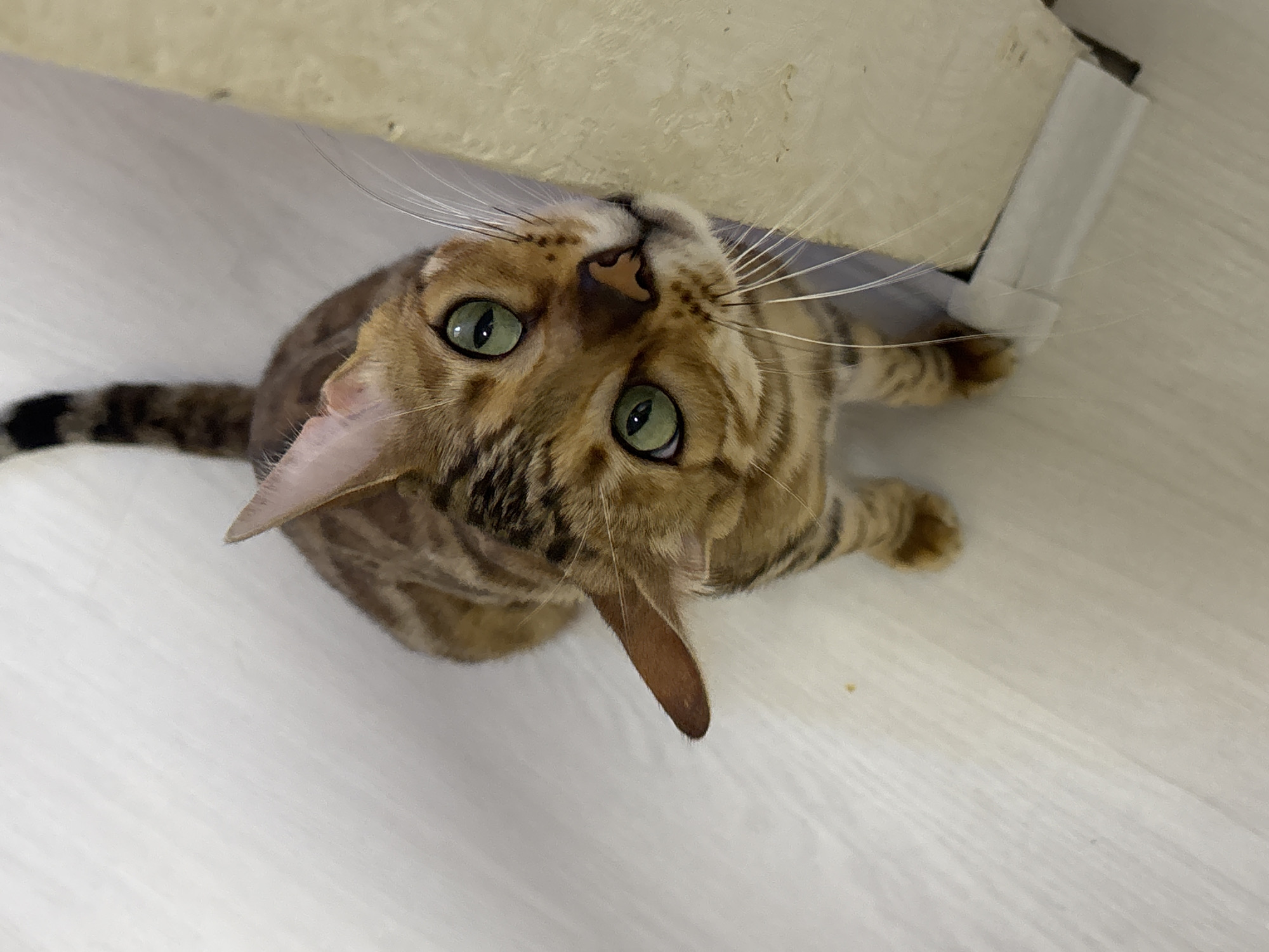 The image shows a Bengal cat with green eyes and a patterned coat sitting on a light-colored floor. The cat is looking upwards towards the camera. The background is a plain, light-colored surface, possibly a wall or a piece of furniture. There is no identifiable landmark or detail that would indicate the location in the city of Noviy, Russia. The image is a close-up shot of the cat and does not contain any other discernible objects or people.
