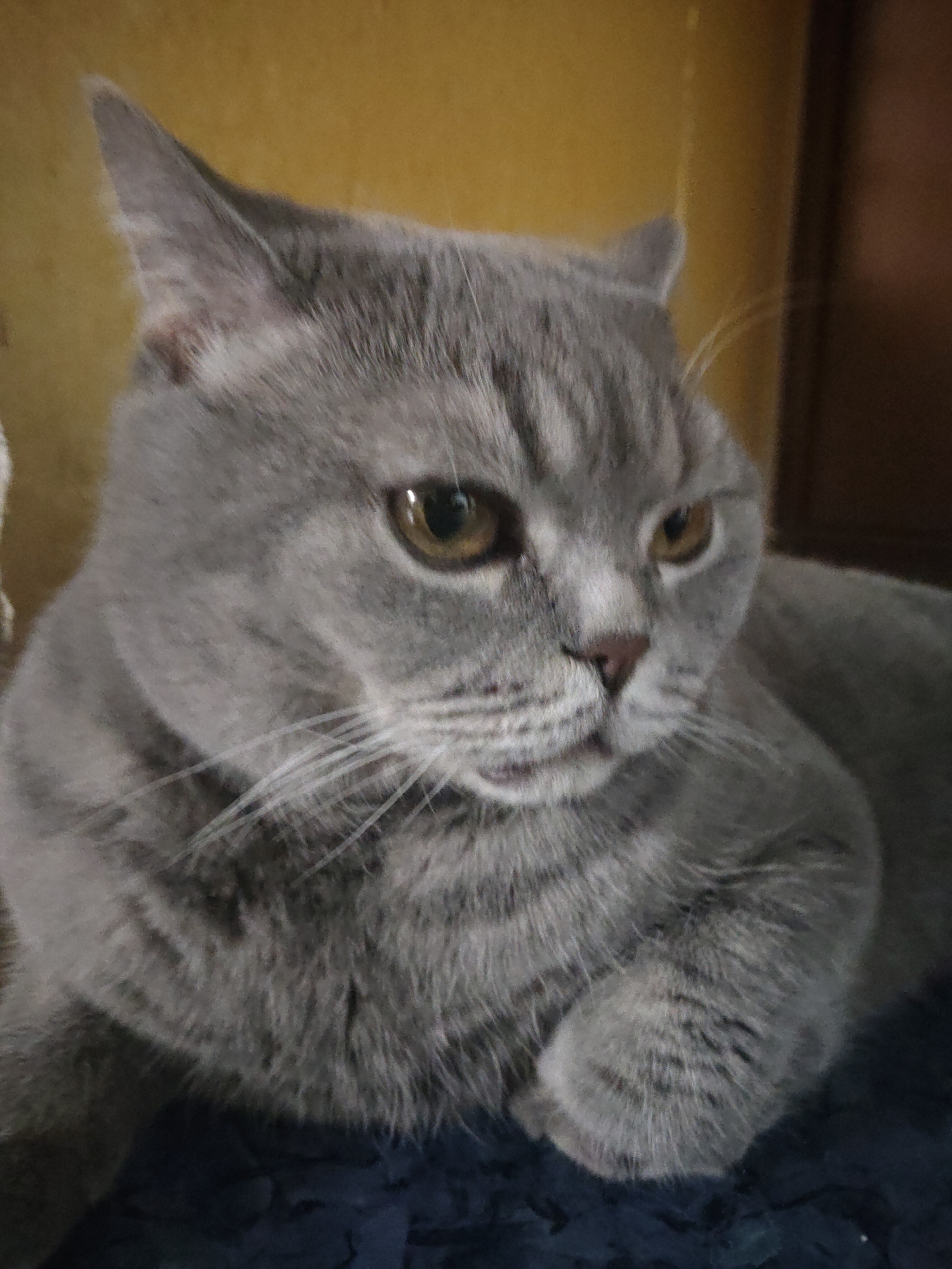 A medium close-up shot shows a gray British Shorthair cat lying down. The cat has golden eyes and a pink nose. The background is a blurry yellow and brown. The location in the city of Perm, Russia is not discernible from the image.