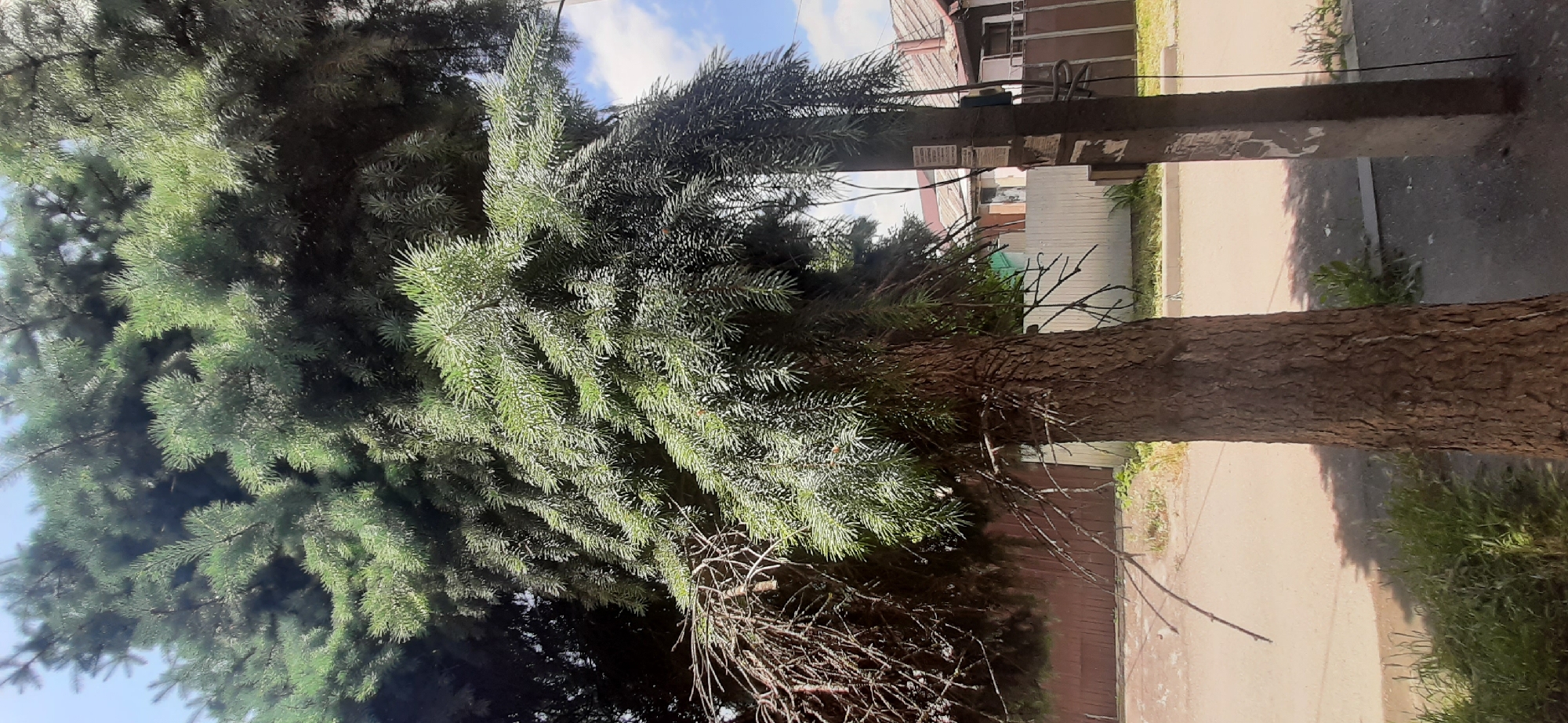 A tall, mature evergreen tree with a thick, textured bark trunk dominates the foreground of this outdoor, medium-shot image. Its branches, laden with dense, green needles, spread widely, casting dappled shadows on the asphalt road surface. Some bare, spindly branches extend from the lower left side of the tree. To the right of the tree trunk, a weathered, concrete utility pole stands, with wires and a small electrical box attached to it. Beyond the tree and pole, a wooden fence separates the property from a street. In the background, residential buildings with tiled roofs are visible, under a bright, partly cloudy sky. The overall scene suggests a residential area in Yessentukskaya, Russia, likely captured during the daytime under clear weather conditions. There are no people visible in the image, and no discernible actions or interactions are taking place.