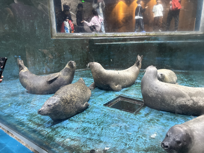 Six pinnipeds, likely harbor seals, are present in an indoor aquatic enclosure observed through a clear glass panel. The animals rest on a wet, textured, blue-green floor, designed with slight variations in elevation. A dark, square drain or access port is visible centrally in the floor. One seal in the bottom right foreground faces the viewer, while others are positioned in various resting states across the enclosure floor: one slightly to the left with its head partially raised, another further left propped on its front flippers with its head up, and two more in the mid-ground with their heads largely facing away or partially obscured.
Above the enclosure, through a large rectangular window, several human observers are visible in an adjacent viewing area. These individuals include both adults and children, some standing, others appearing to crouch or sit. One person on the far left is holding a smartphone, seemingly capturing an image or video. Reflections of these observers and the interior of the viewing area are also apparent on the main glass panel. The background of the human viewing area features warm, amber-toned lighting and a textured wall with faint Chinese characters visible.
The scene depicts an exhibit within a public aquarium or marine park, located in Shinan District, China.