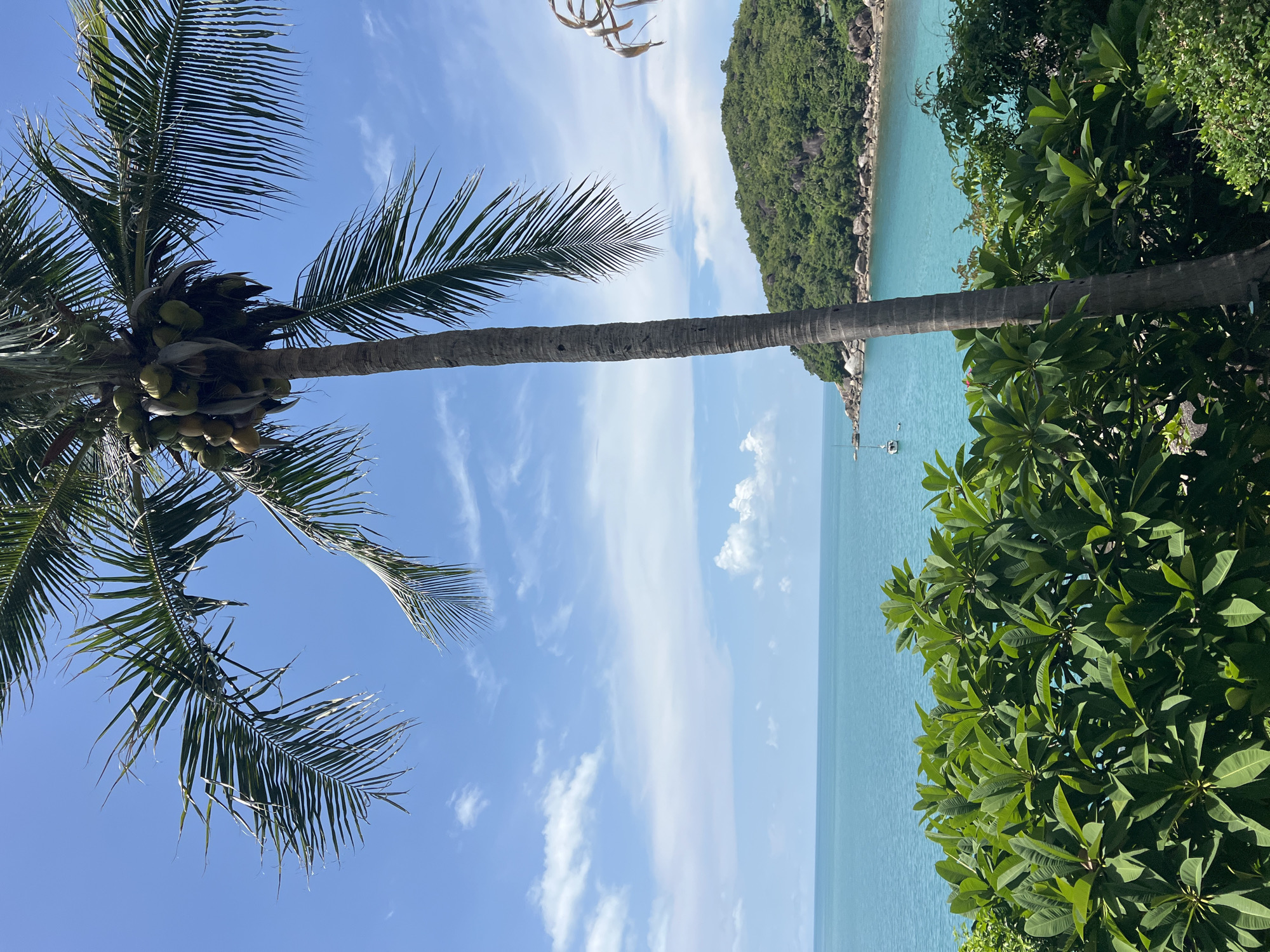 In the city of Baan Chaweng Noi, Thailand, a tall palm tree with coconuts stands prominently in the foreground, its fronds reaching towards a bright blue sky dotted with scattered white clouds. The ocean, a vibrant turquoise, stretches out to the horizon. In the middle distance, a lush green island covered in trees and rocks curves into the bay. A small white sailboat is visible on the water. In the immediate foreground, dense green foliage creates a natural border, obscuring the ground. The scene depicts a serene tropical coastal landscape.