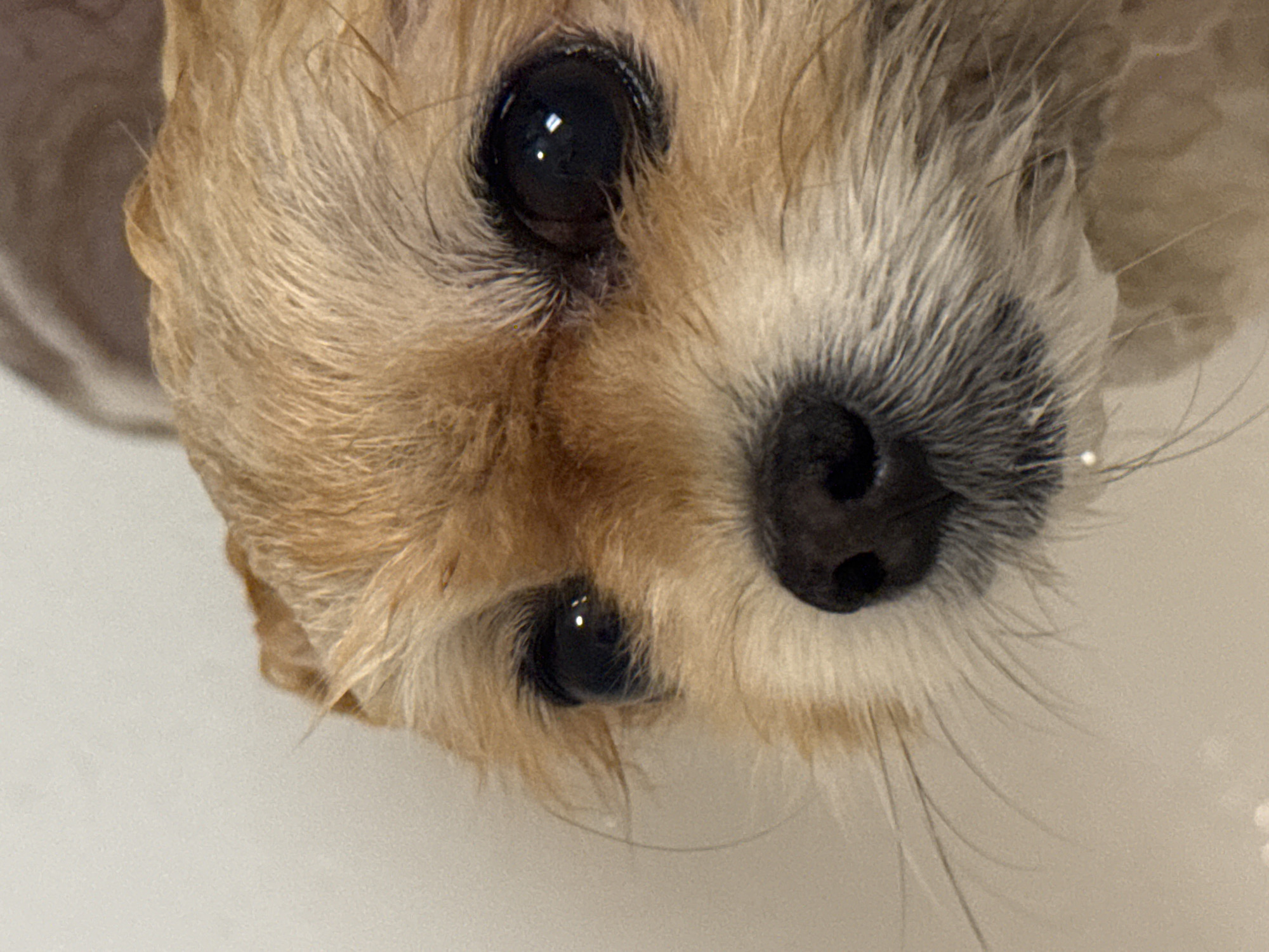 A close-up, slightly off-center, upside-down photograph depicts the face of a small, tan-colored dog. The dog's eyes are dark and reflective. The nose is prominent, wet, and black, with numerous light-colored whiskers extending from the muzzle. The fur is a mix of light and darker tan hues. The background is blurred, showing a white or light-colored surface, and a darker undefined shape in the periphery. There is no indication of the city of Warsaw, Poland.