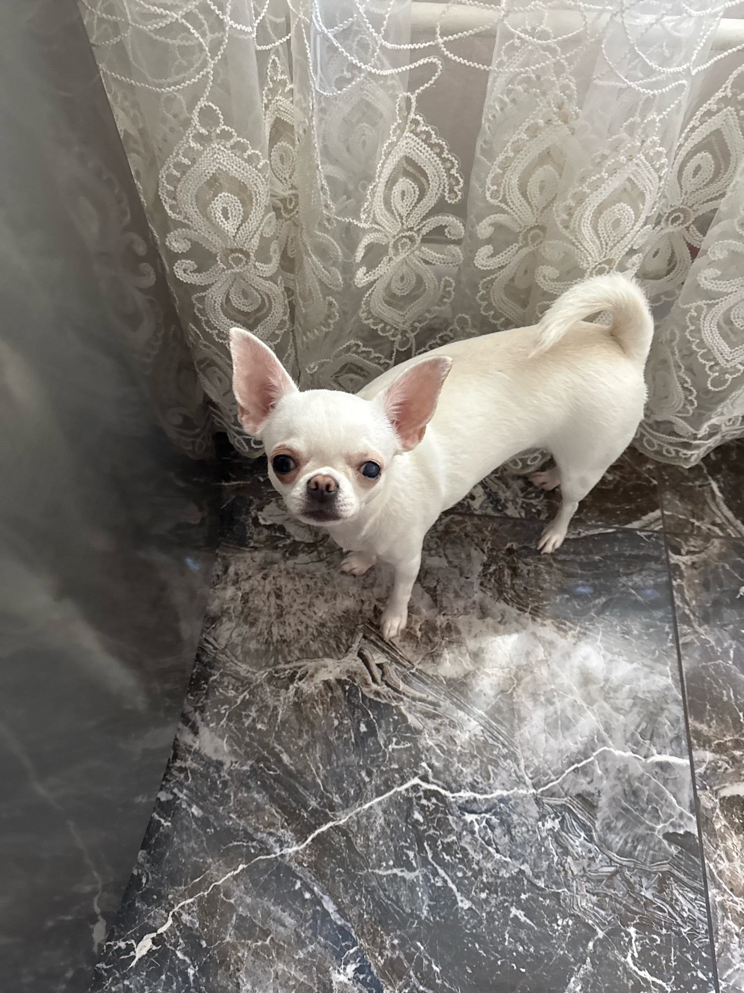 A white chihuahua stands on a marble-patterned floor in front of a white lace curtain. The dog is facing the camera with its ears perked up. The lighting suggests an indoor setting. The specific location within Novosibirsk, Russia cannot be determined from the image alone.