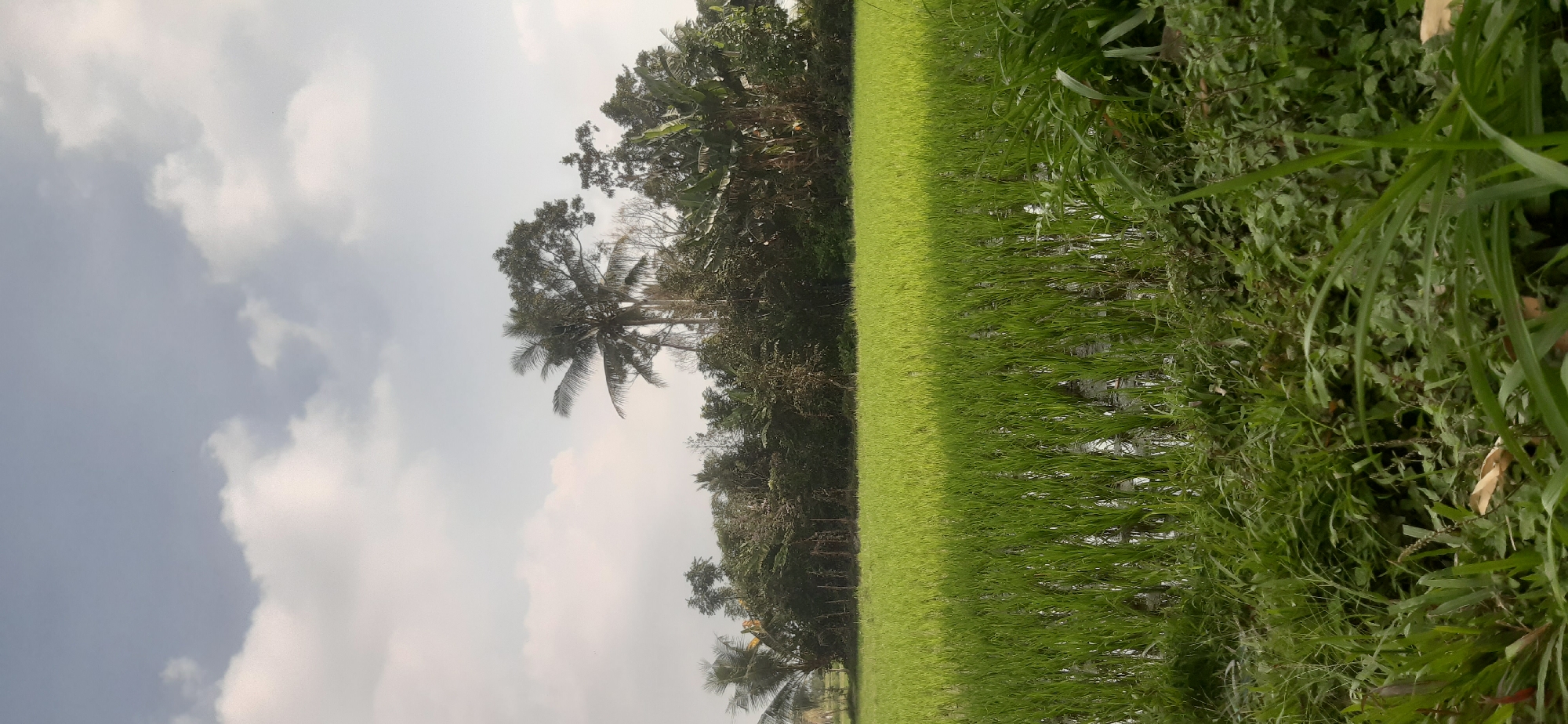 The image depicts a lush, green rice paddy field in Kembang Kerang, Indonesia, under a partly cloudy sky. The foreground is dominated by tall, vibrant green grass, transitioning into the meticulously planted rice seedlings that fill the middle ground. The water-logged paddy reflects the sky and the surrounding vegetation. In the background, a dense line of trees, including several tall palm trees and banana trees, forms a natural boundary. The sky above is a pale blue with scattered white clouds. The overall scene is one of natural agricultural beauty, characteristic of the Indonesian countryside. There are no people or animals visible in the frame.