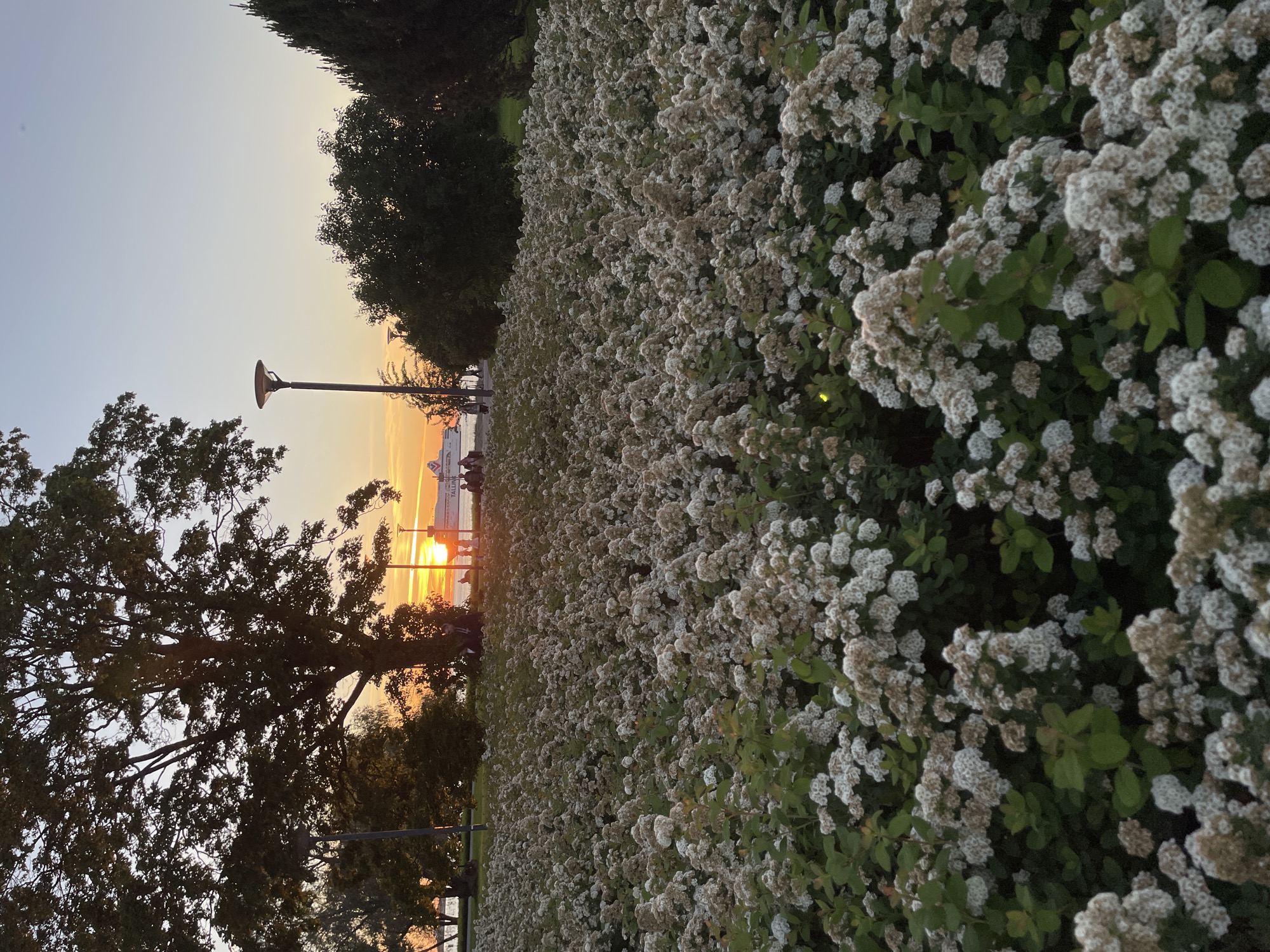 In Tallinn, Estonia, the scene captures a tranquil sunset over the Baltic Sea. In the foreground, a dense field of white flowers blooms, their delicate clusters creating a textured carpet. Behind the flowers, a large, leafy tree stands prominently, its branches silhouetted against the warm hues of the sky. Further in the background, a promenade runs along the waterfront, where a few individuals are seated and strolling. A tall lamp post is visible on the left, its design modern and minimalist. A ferry, likely part of the Tallink Silja Line, sails on the water, its presence indicated by its distinctive red and white livery. The sky is a gradient of soft orange and yellow, transitioning to a pale blue, indicative of dusk. The overall atmosphere is peaceful and serene, showcasing a beautiful evening by the sea in a city park.