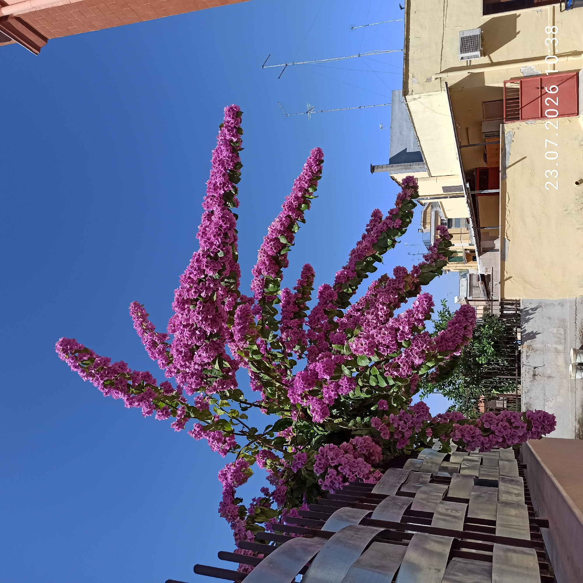 An outdoor, eye-level, wide shot captures a vibrant pink bougainvillea plant cascading over a metal fence against a clear blue sky. The bougainvillea's branches are laden with dense clusters of small, fuchsia-colored flowers, creating a dramatic visual. To the right, a two-story building with a pale yellow facade features a red metal gate and an air conditioning unit. The building appears to be in a residential area, with other buildings and rooftops visible in the background, along with several tall antennas. The scene is illuminated by bright sunlight, casting sharp shadows. A timestamp in white text at the bottom right corner reads "23.07.2026 10:38". The location is identified as Bitonto, Italy.