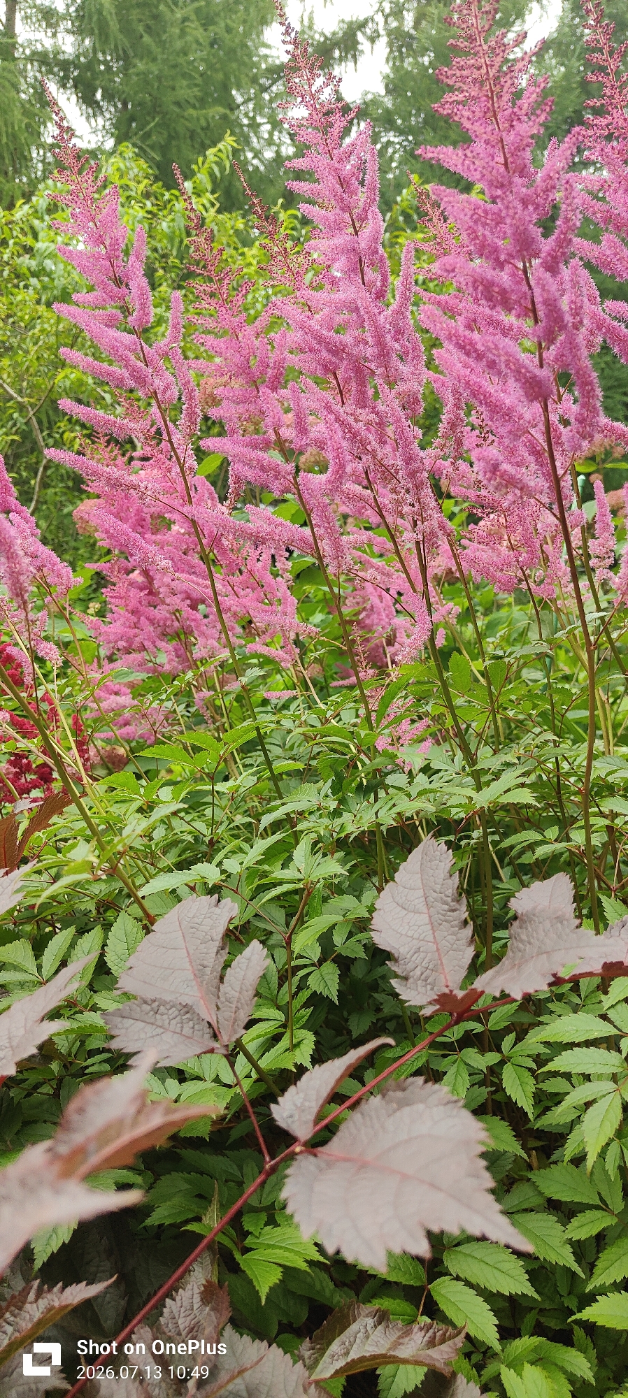A close-up, eye-level shot shows a patch of pink astilbe flowers and dark red foliage in what appears to be a garden or park setting. The astilbe flowers are fluffy and feathery, with tall stalks reaching upwards. The dark red leaves in the foreground are broad and deeply lobed, with visible veins. Behind the astilbe, green foliage and trees form a blurred backdrop under an overcast sky. The image has a timestamp in the bottom left corner indicating it was taken on July 13, 2026, at 10:49 AM, on a OnePlus device. This image does not contain any recognizable landmarks that would indicate a specific location within the city of Kaliningrad, Russia.