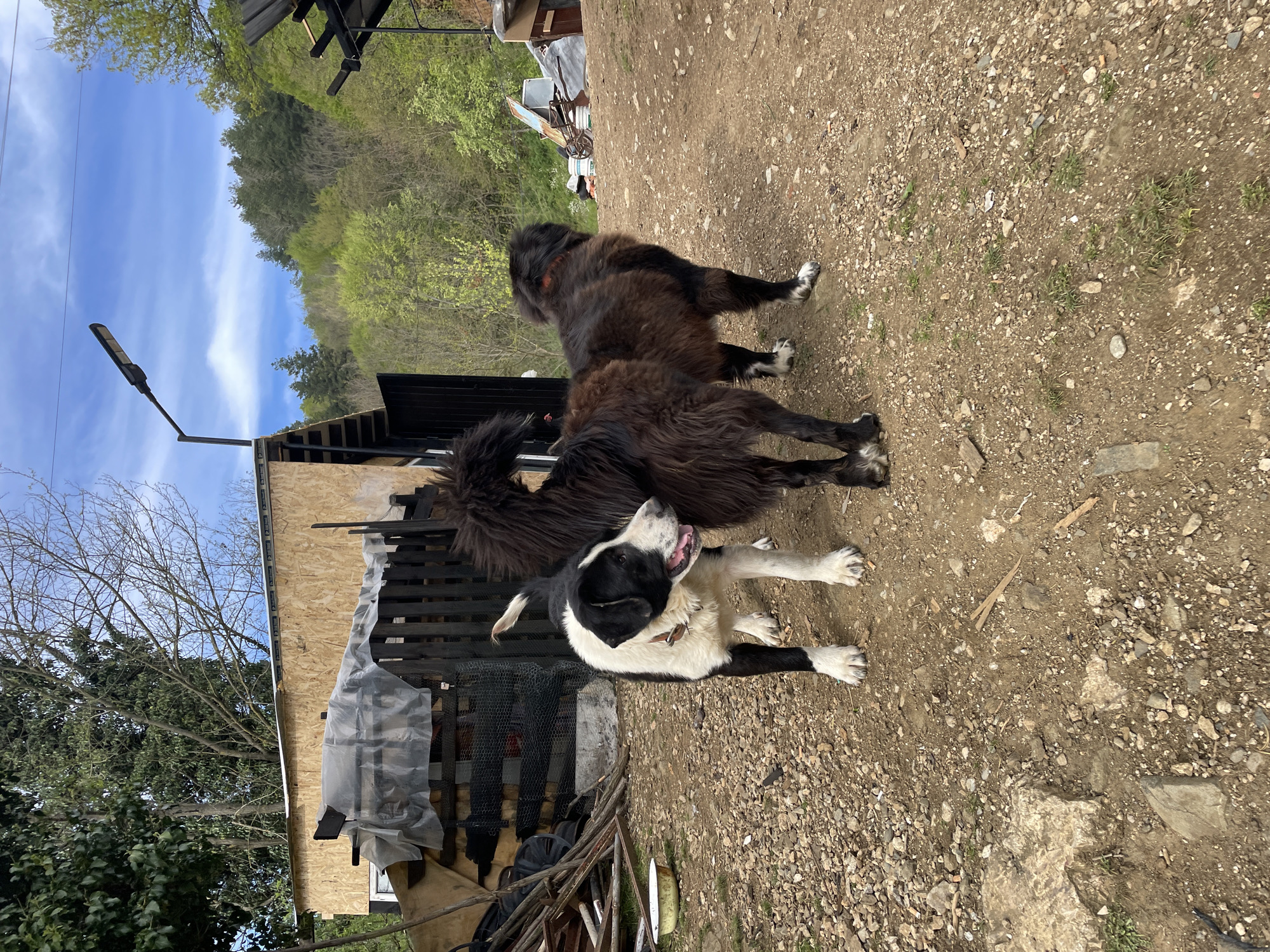 The image depicts two dogs on a dirt and gravel ground. One dog is black and white, lying down with its head raised. The other dog is mostly dark brown or black, standing behind the first dog. In the background, there is a partially constructed or unfinished building with wood framing and plastic sheeting. Behind the building is a hillside covered with trees. A modern street light stands to the left of the building. The environment suggests a rural or semi-rural location. The photograph was taken in the city of Zlatograd, Bulgaria.