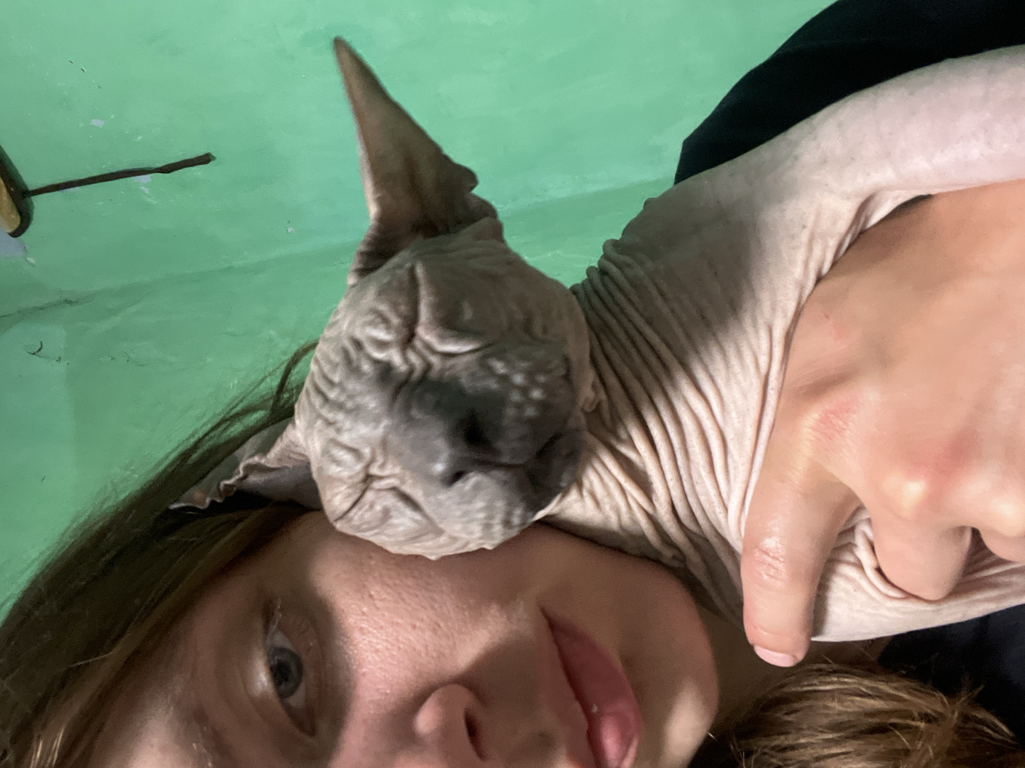 The image shows a close-up of a person holding a Sphynx cat. The person's face is partially visible, with their eye looking towards the camera and their mouth slightly open, with their tongue sticking out. The Sphynx cat is resting on the person's shoulder and head, with its wrinkled skin prominently displayed. The cat's face is visible, with its ears pointed upwards. The background is a solid green wall, with a thin dark line resembling a crack or a piece of debris on it. The lighting appears to be indoor. The overall impression is of an intimate and affectionate moment between the person and the cat. There is no visible text in the image.