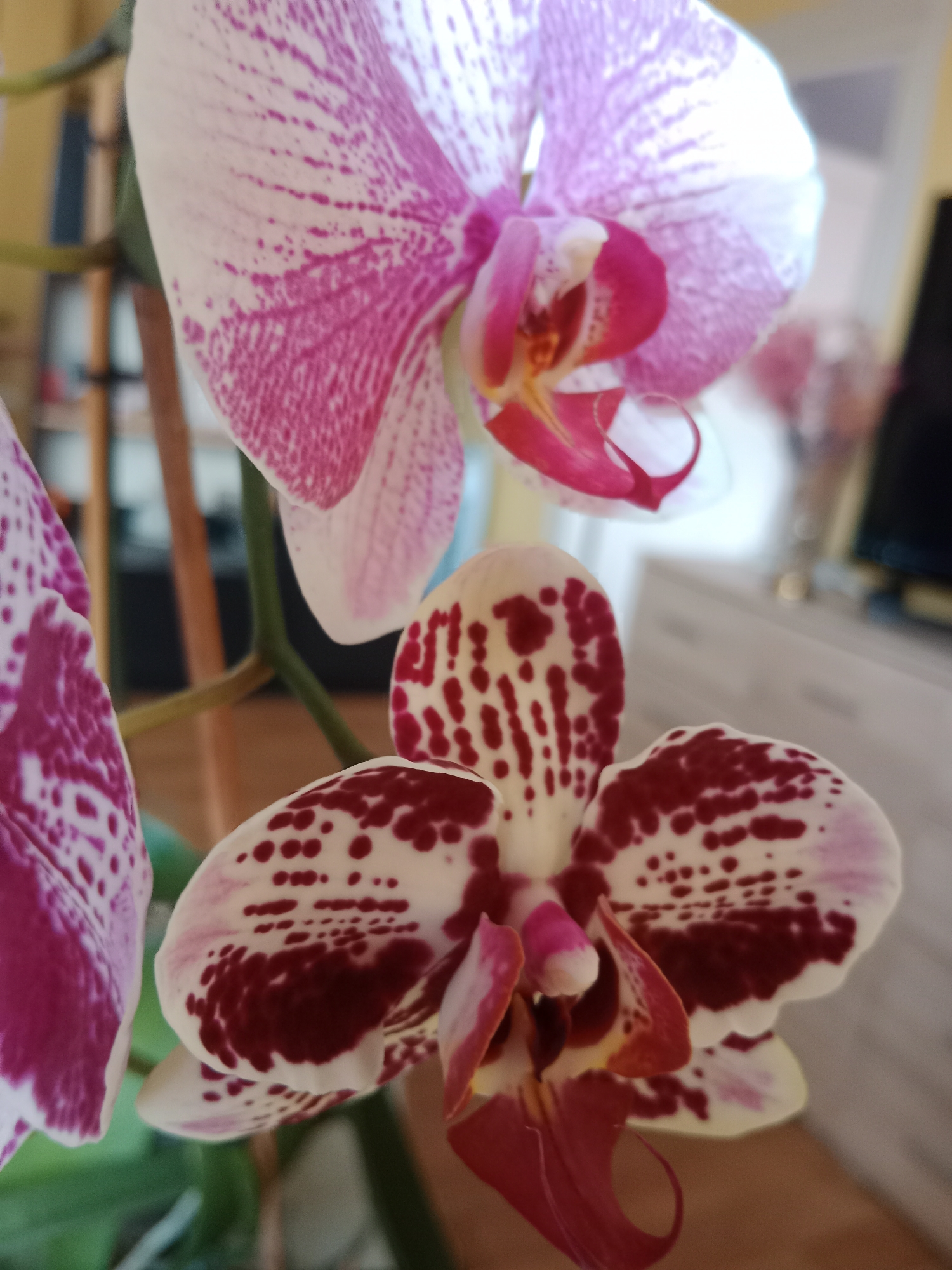 The image shows a close-up of two orchid flowers. The flower in the foreground is a white orchid with dark red spots. The flower in the background is a pink orchid with darker pink stripes. Both flowers are in bloom and appear to be healthy. The background is blurred and out of focus, but appears to be an indoor setting. There is no indication of the location being in the city of Bydgoszcz, Poland, or any specific city. The image is a still photograph with no discernible actions or interactions taking place.