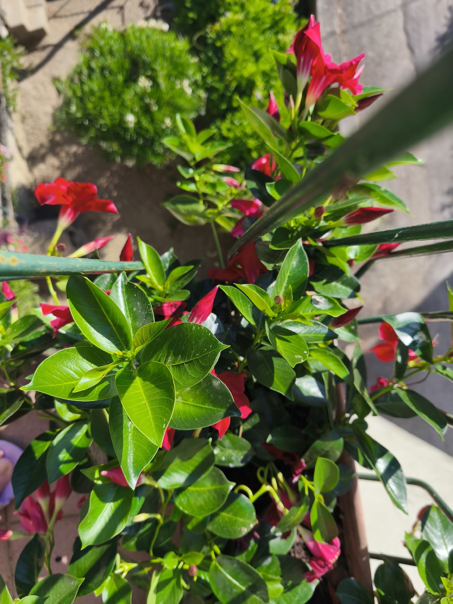This is a close-up, high-angle shot of a potted plant with vibrant green leaves and bright pink trumpet-shaped flowers. The plant is supported by a green metal pole that diagonally crosses the frame. The background shows a blurred garden area with sandy soil and more greenery. The scene is lit by bright sunlight, casting shadows on the leaves. The overall setting appears to be an outdoor space, possibly a balcony or patio, in Passignano sul Trasimeno, Italy, given the context provided. There are no people clearly visible in the image, and the focus is entirely on the flora.