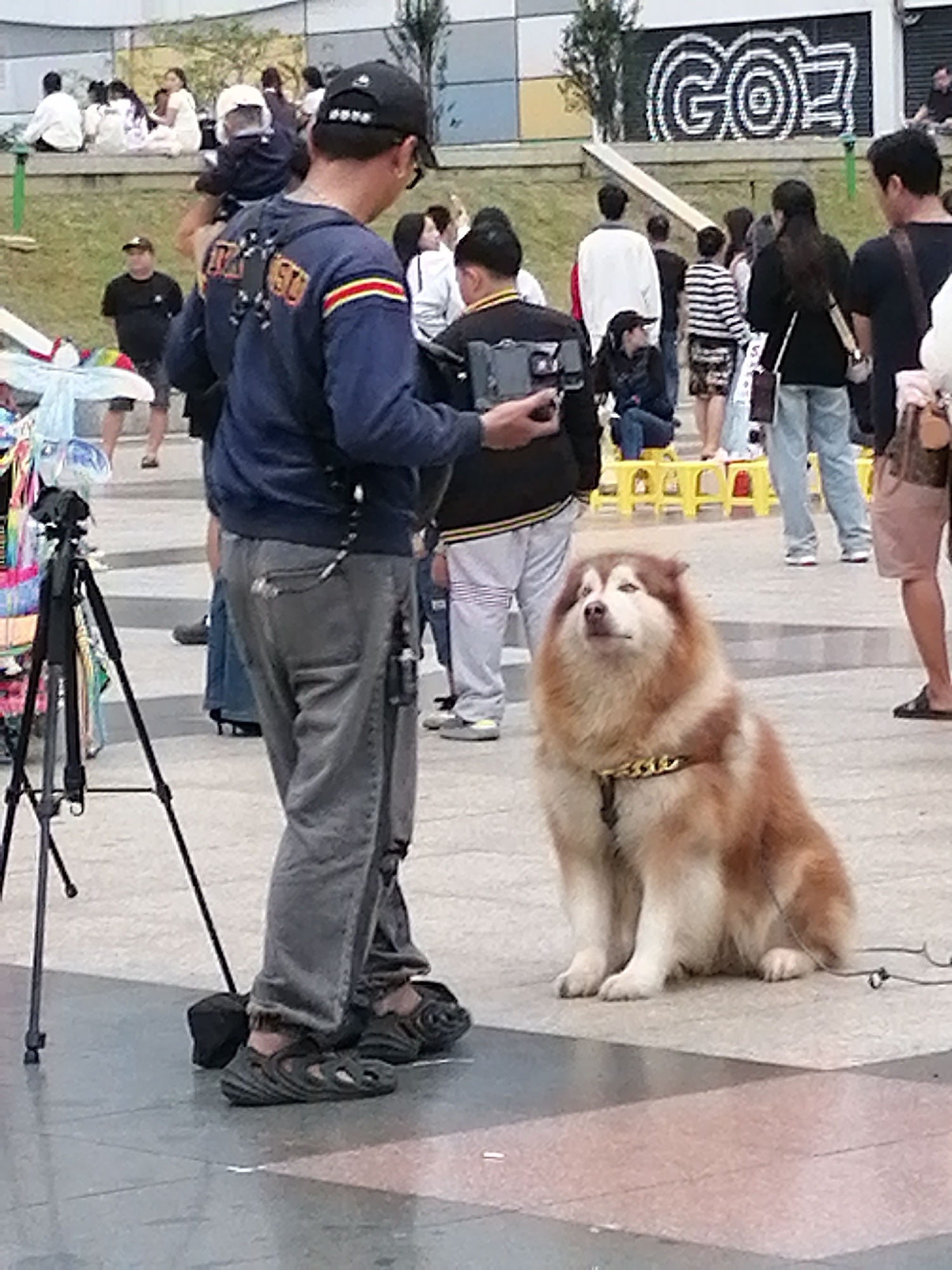 In Da Lat, Vietnam, a man wearing a blue jacket and grey pants stands with a tripod and camera in the foreground, facing right. Beside him sits a large husky dog with brown and white fur, looking upwards. In the background, a crowd of people are scattered around, some sitting and others standing. A mural of the word "GOZ" is visible on a building in the distance. The ground is paved with tiles.