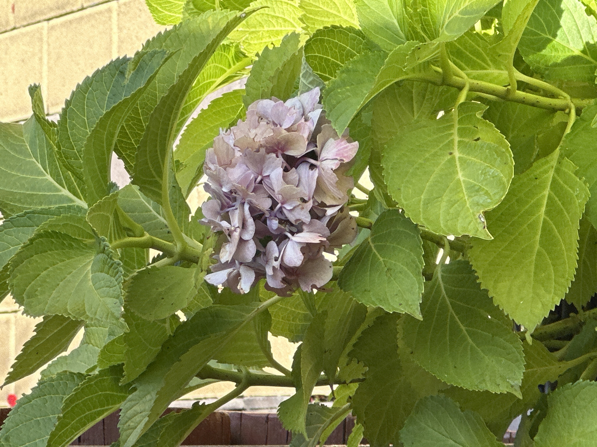 A close-up, vertical, eye-level shot focuses on a cluster of faded pink and purple hydrangea flowers with many large, vibrant green leaves surrounding them. The flowers are clustered in the upper center of the frame, appearing slightly wilted. The leaves are broadly ovate with serrated edges and prominent venation. Sunlight filters through the leaves, creating highlights and shadows. In the background, blurred elements suggest a paved surface, possibly a patio or walkway, and a brick wall on the left side. The scene is likely outdoors in a garden or balcony setting, possibly within the city of Krasnaya Polyana, Russia, given the context of the request. There are no people or animals visible in the image.