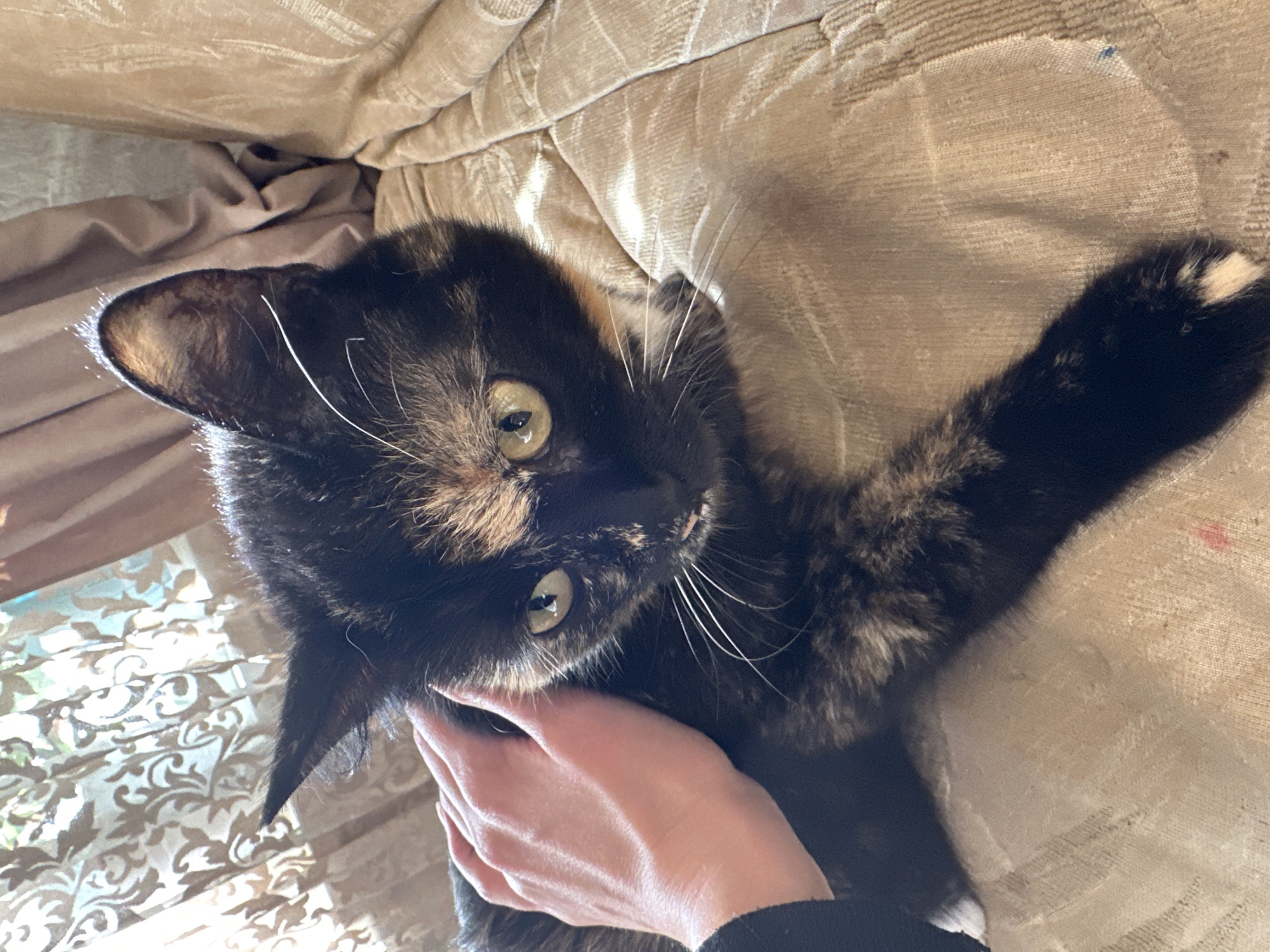 A tortoiseshell cat is lying on a beige textured fabric surface, possibly a sofa or bed. A person's hand is gently caressing the cat's neck. The cat is looking up at the camera with green eyes. Light from a window falls on the left side of the image. There is no information to suggest that this image was taken in the city of Sosnovo, Russia.