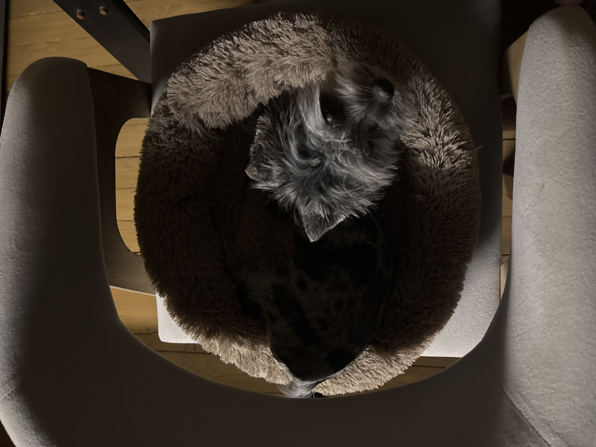 In Chaikovsky, Russia, a small, grey and black fluffy dog rests peacefully, curled up in a plush, round dog bed. The dog, likely a schnauzer or similar terrier breed, is mostly hidden by the high sides of the bed, with its face visible looking upwards and slightly to the right. Its dark eyes and nose are discernible amidst its shaggy fur. The dog bed is a deep brown color, made of soft, textured material, creating a cozy and enclosed space.
The dog bed is placed on a light-colored, upholstered armchair or chair, parts of which frame the dog bed on the left and right. Below the chair, sections of a light wooden floor are visible, along with dark structural elements of the furniture. The scene is dimly lit, suggesting evening or nighttime, or a softly illuminated interior, which contributes to a calm and serene atmosphere. The dog appears content and undisturbed in its comfortable resting spot. No text is visible in the image.