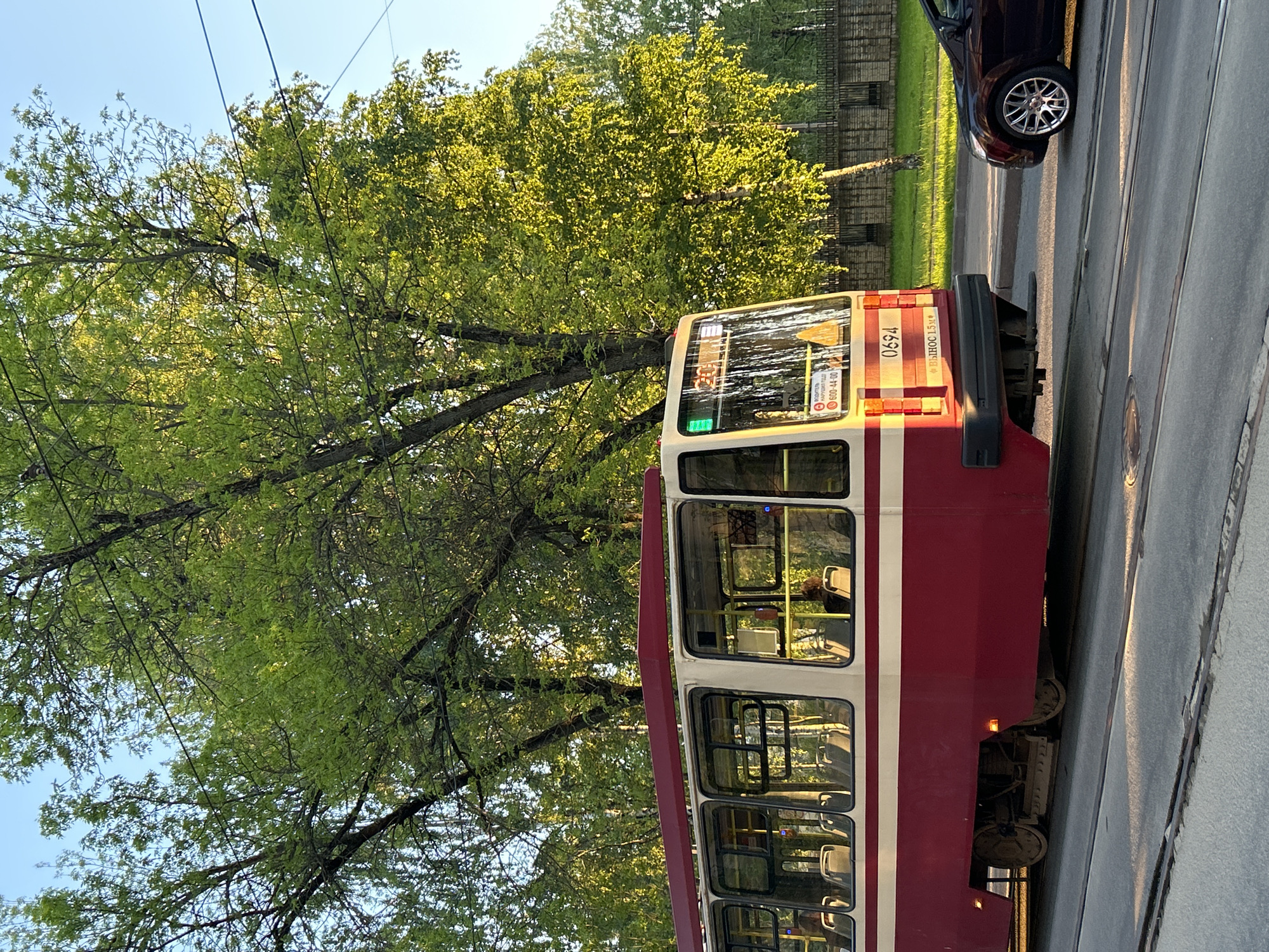 The image shows a maroon and white tram traveling down a street in what is likely Saint Petersburg, Russia. The tram is partially visible, running along tram tracks in the road, parallel to the curb. The side of the tram displays rows of passenger windows reflecting the surrounding environment. Trees with bright green foliage are prominent on the left side of the frame, suggesting it is springtime or early summer. A dark-colored car is partially visible on the right side of the frame, suggesting traffic on the road. The sky above the trees is clear and light blue.