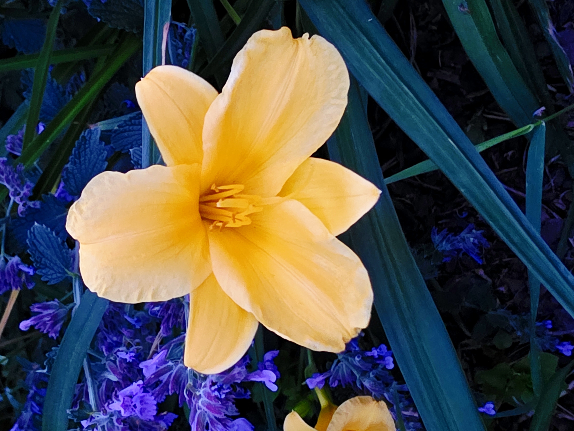 An extreme close-up of a bright yellow daylily fills the center of the frame, its petals softly curved and tinged with orange in the sunlight. The flower is surrounded by a dark, moody background of deep blue and purple foliage, with hints of vibrant blue flowers peeking through. Long, sword-like green leaves, also in deep shadow, frame the scene on either side. The overall effect is one of intense color and dramatic lighting, creating a sense of mystery and enchantment. The image appears to be a photograph, taken outdoors in what could be a garden or park setting. There are no people visible in the image.