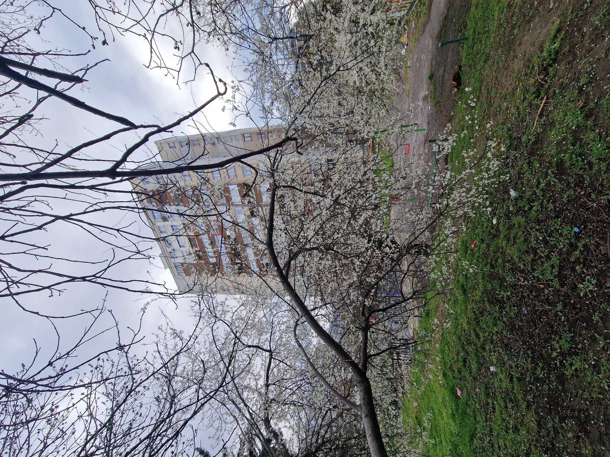 The image depicts a residential area in Sofia, Bulgaria, on an overcast day. A multi-story, light-colored concrete apartment building with multiple windows and balconies occupies the background, featuring several external air conditioning units on its facade.
The midground transitions into a green space with an apparent children's playground. Visible playground elements include green metal posts, one with a red swing seat, and a dark metal fence. The ground in this area consists of green grass, exposed earth, and worn asphalt. Scattered debris is present, including fallen white flower petals, a pink plastic item, a red plastic item, and a small blue cap.
The foreground and upper sections of the frame are dominated by tree branches. Some branches are bare and dark, while others are densely covered in small white blossoms, indicating springtime. No individuals or specific actions are observed within the frame. The sky is uniformly gray and overcast.